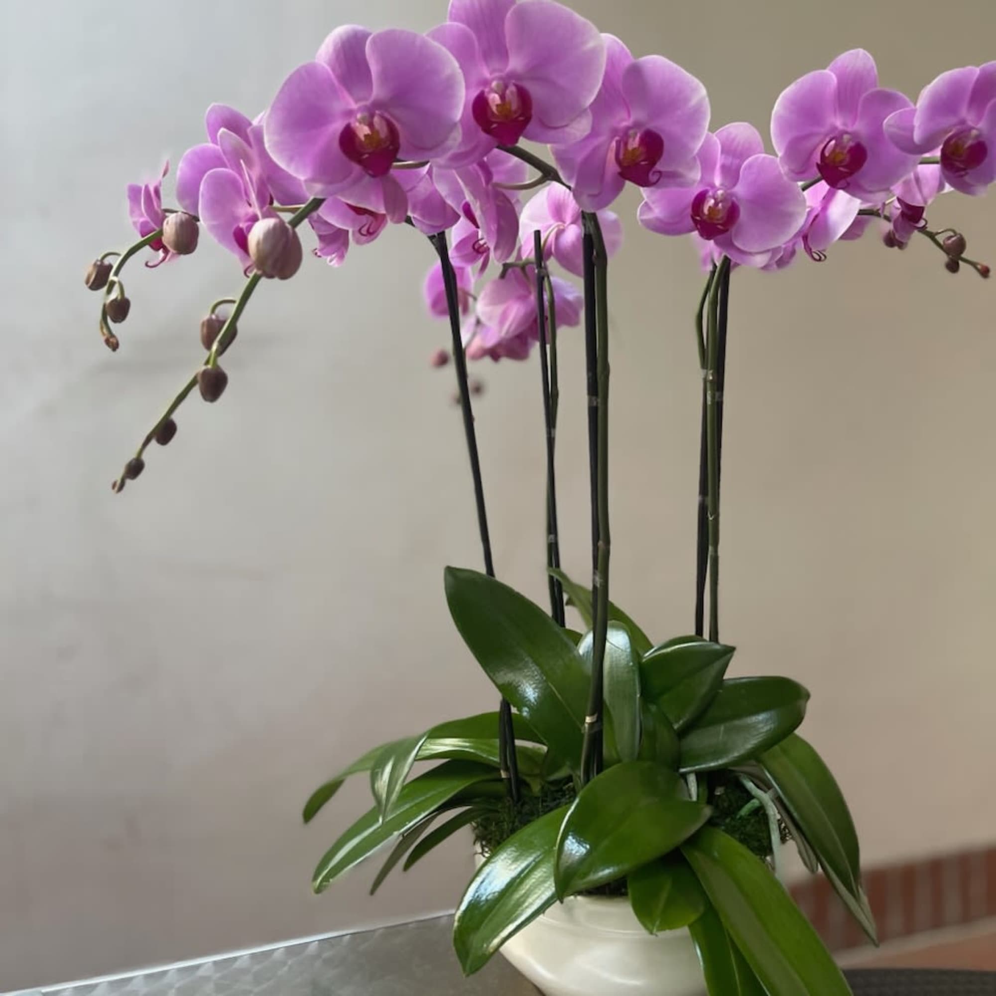 Pink orchid plant in a white ceramic pot