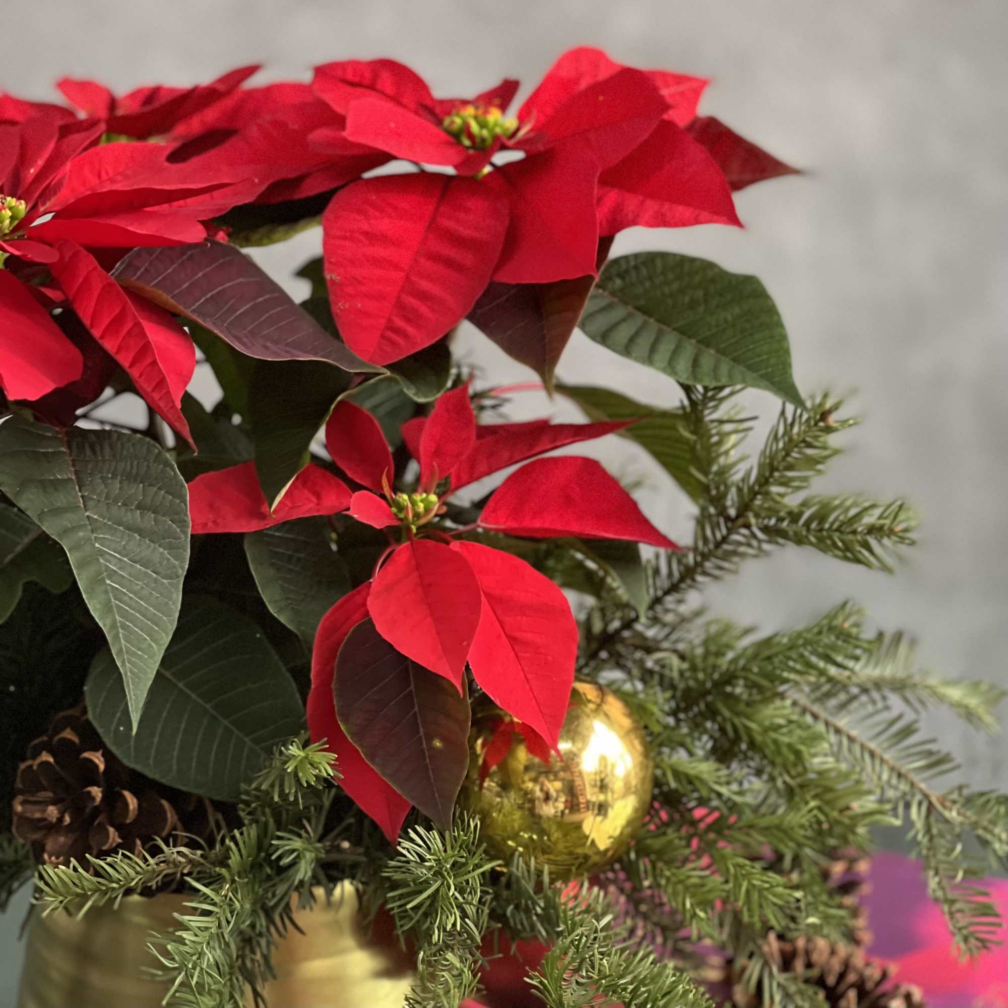 The perfect gift to deliver Christmas greetings to that someone special, or, photo 3 of 4