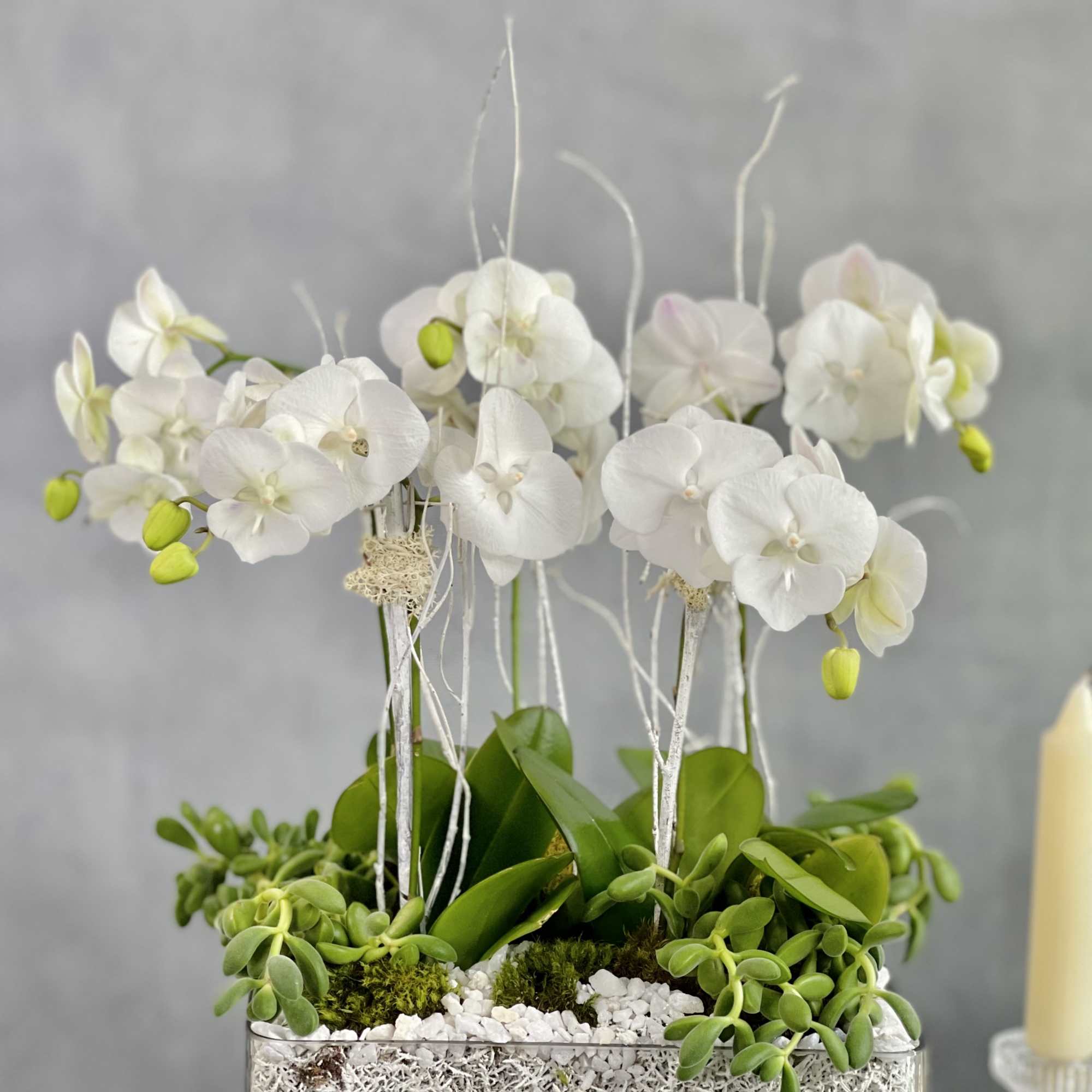 5 White Orchids in a Modern Low profile Square glass container decorated, photo 4 of 4