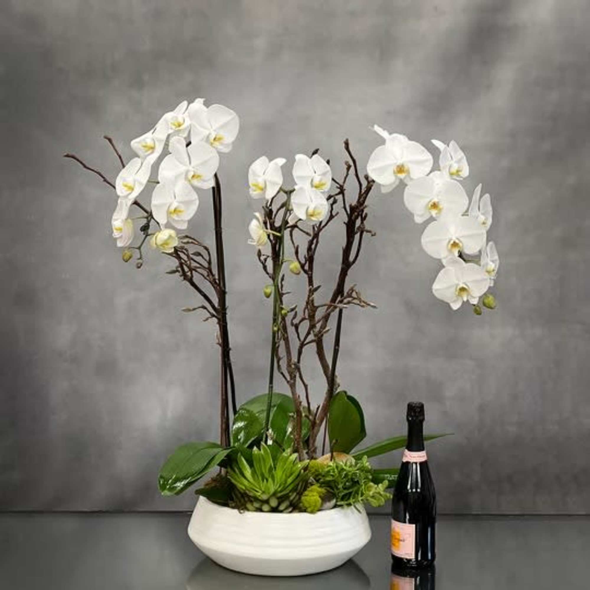 3 spikes of white cascading orchids standing tall on a  white
