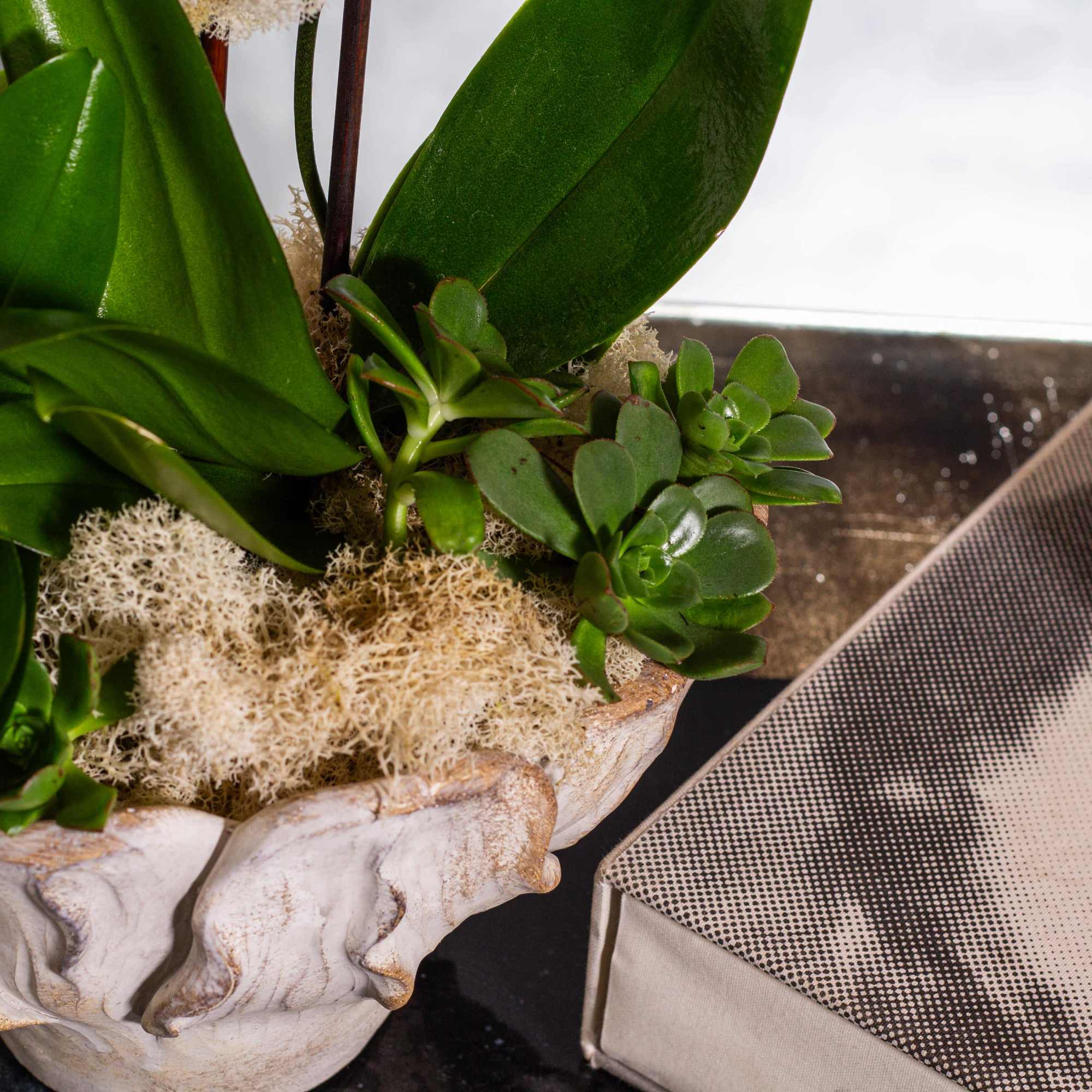 Delight in the exquisite beauty of our Orchid Splendor arrangement, featuring Phalaenopsis, photo 3 of 6