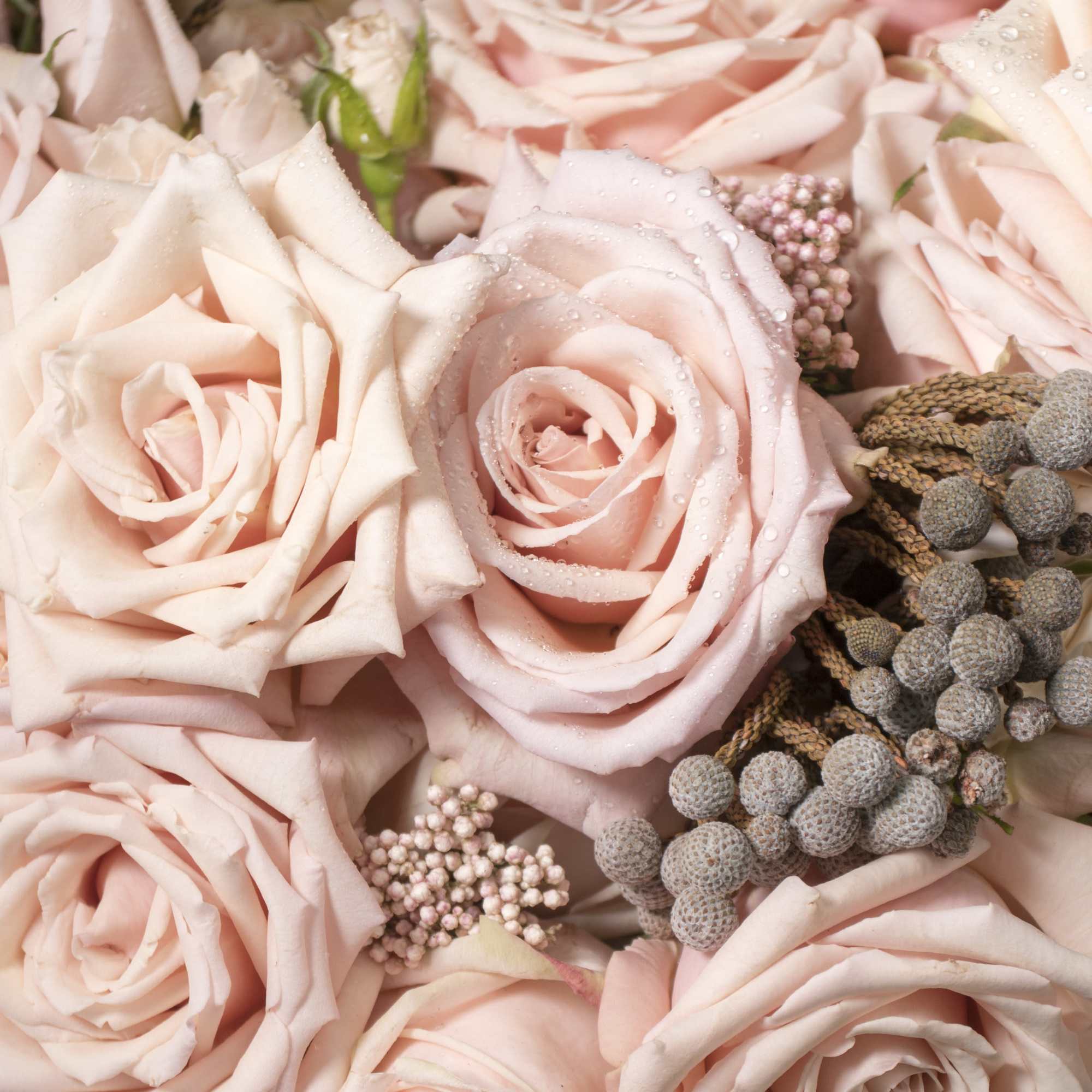 Breathtakingly beautiful, these ruffled sand - cream  Quicksand Roses and Imported, photo 3 of 3