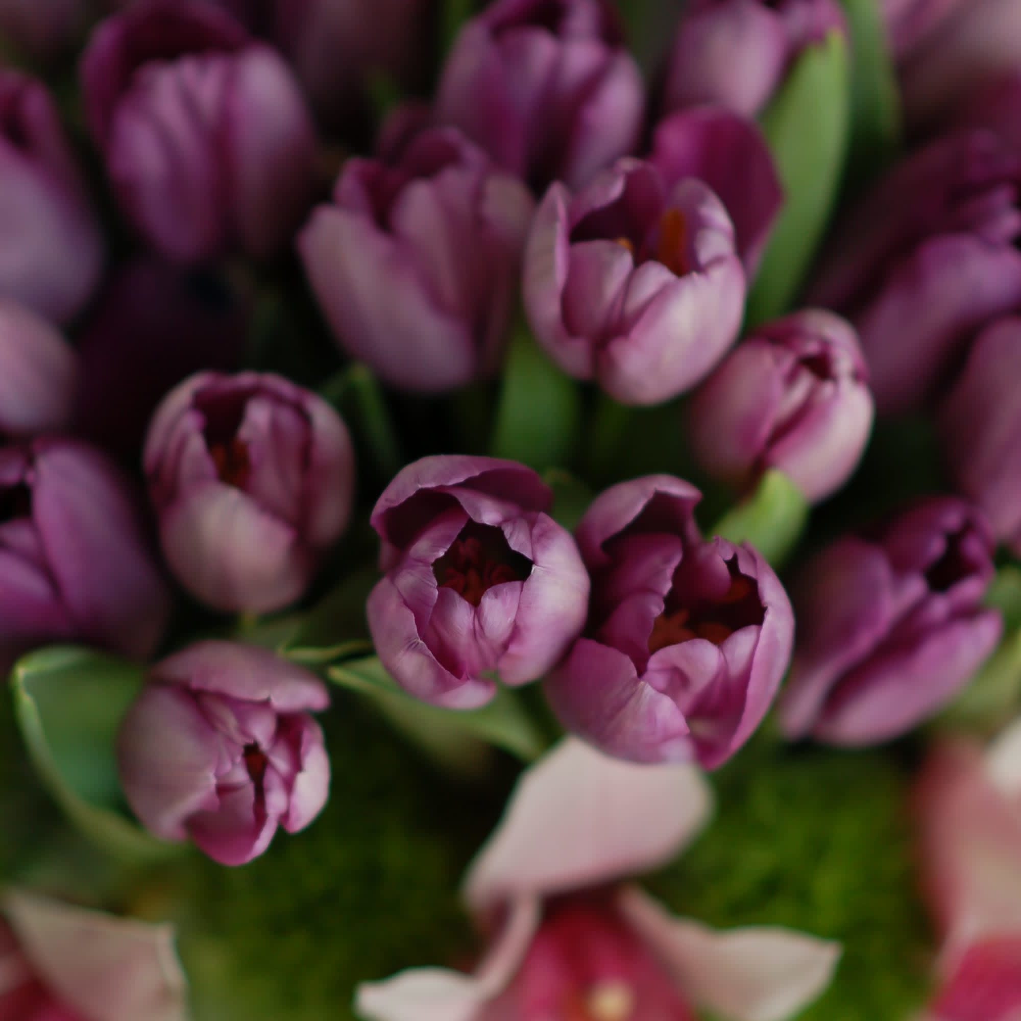 My Sherman Oaks Florist presents a beautiful array of Purple Tulips that, photo 2 of 2