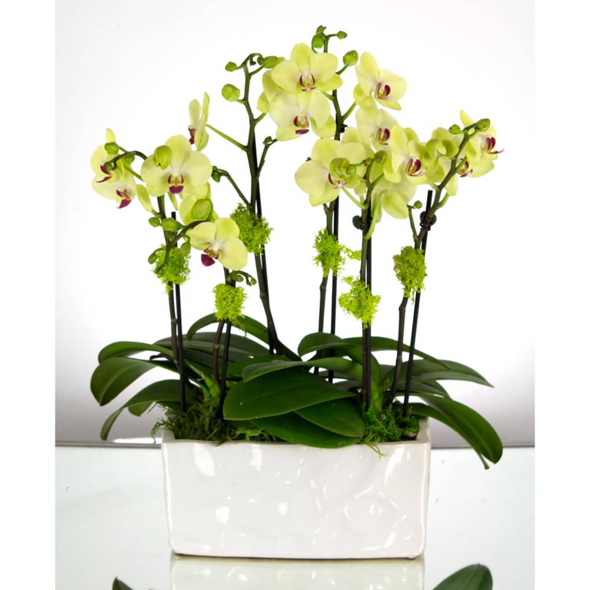 Mini Yellow Orchids blossoms dance above, accented by clusters of green moss