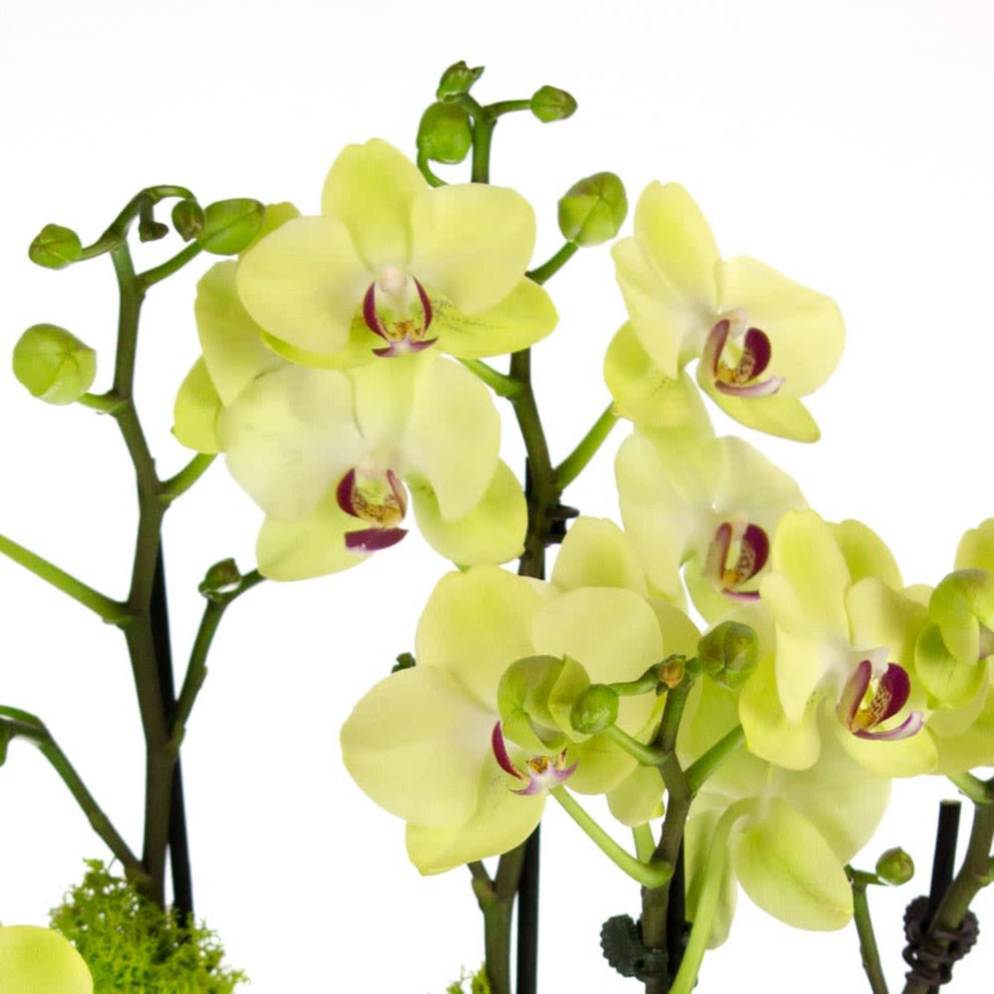 Mini Yellow Orchids blossoms dance above, accented by clusters of green moss, photo 2 of 2