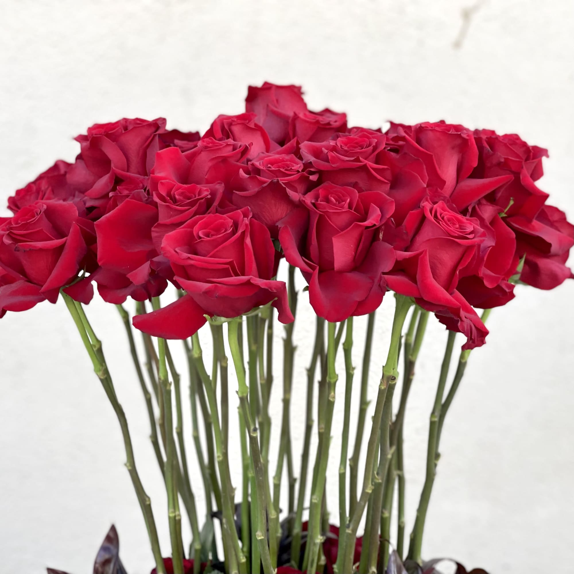 Dozens of tall red Roses standing in grouping of more roses totaling, photo 3 of 3