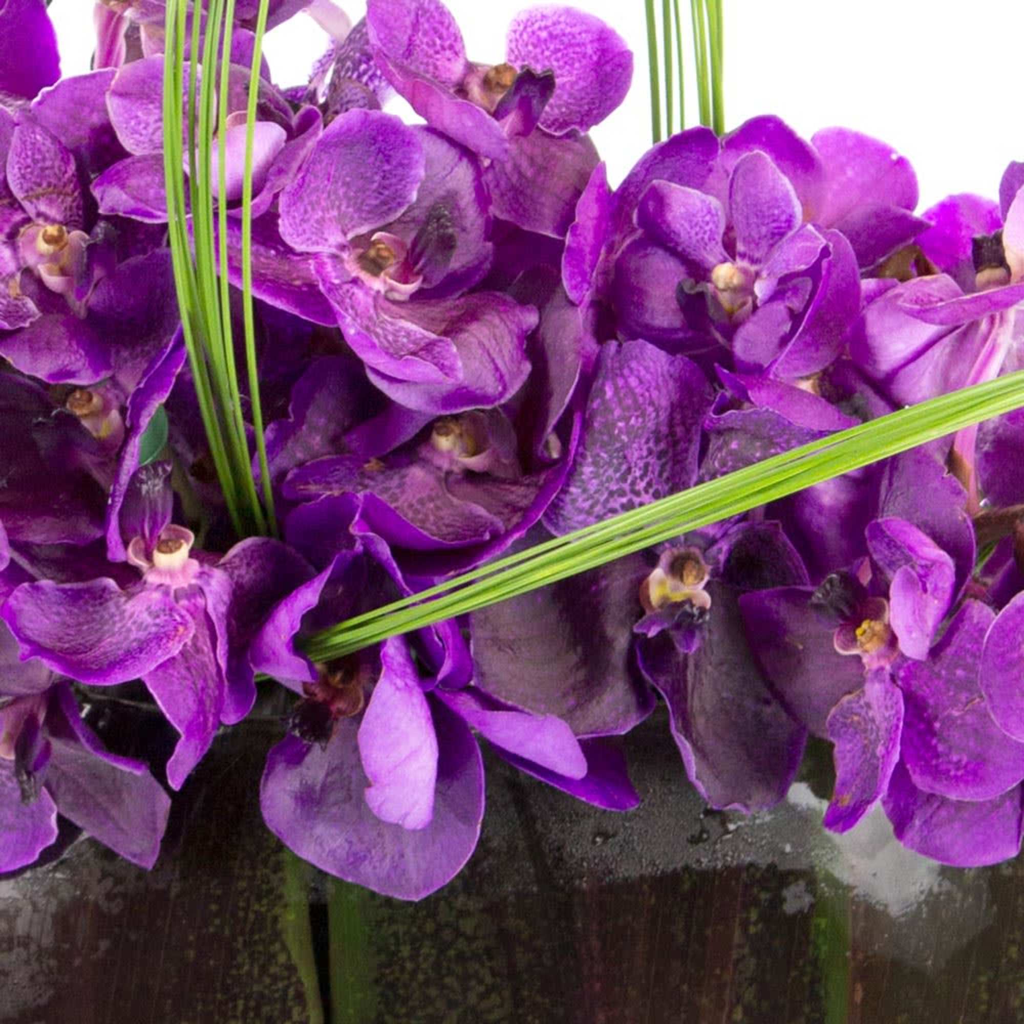 Unique and stunning..... purple Vandas bloom with color and passion in this, photo 2 of 2