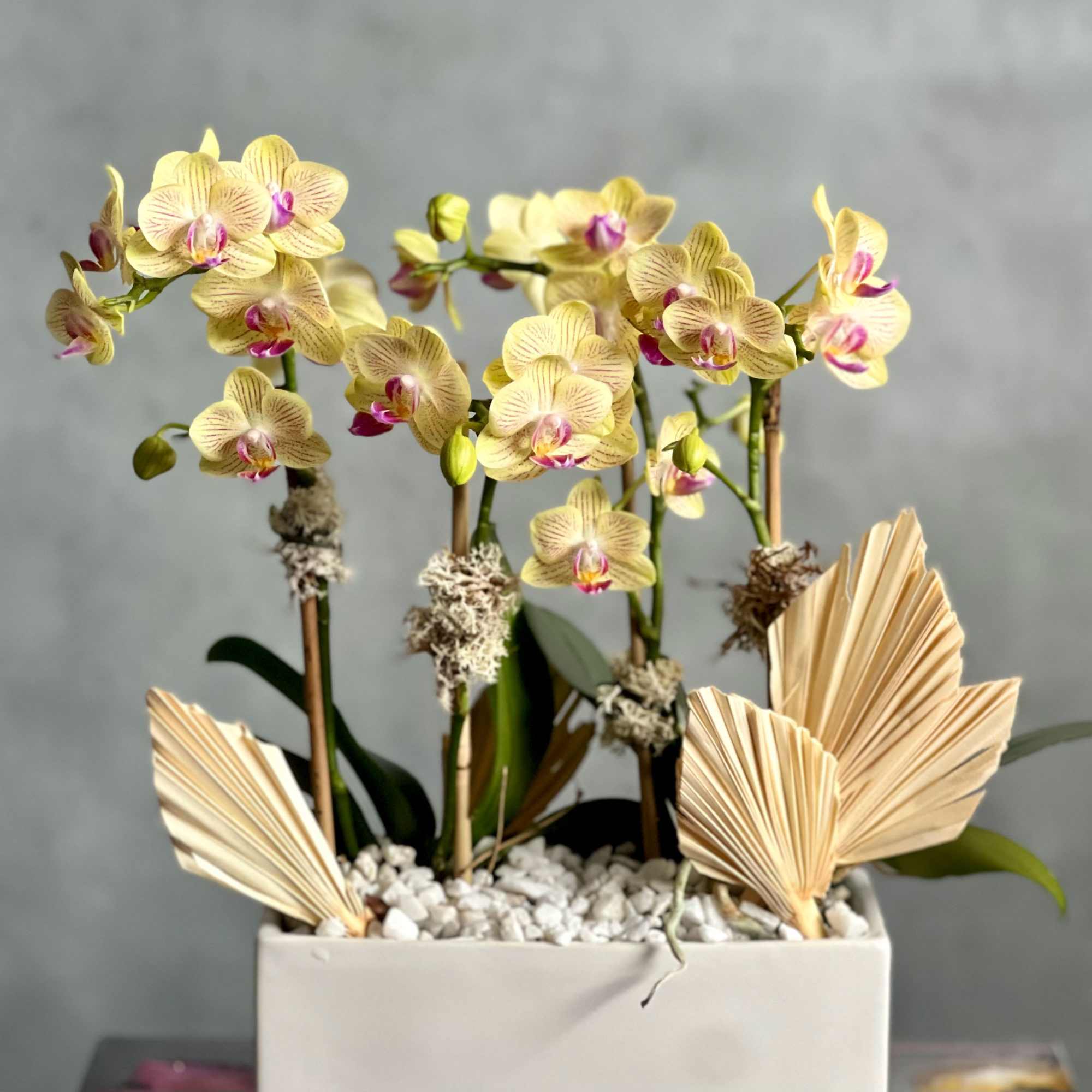 Our new addition to our potted orchids are ready to bring in, photo 4 of 4
