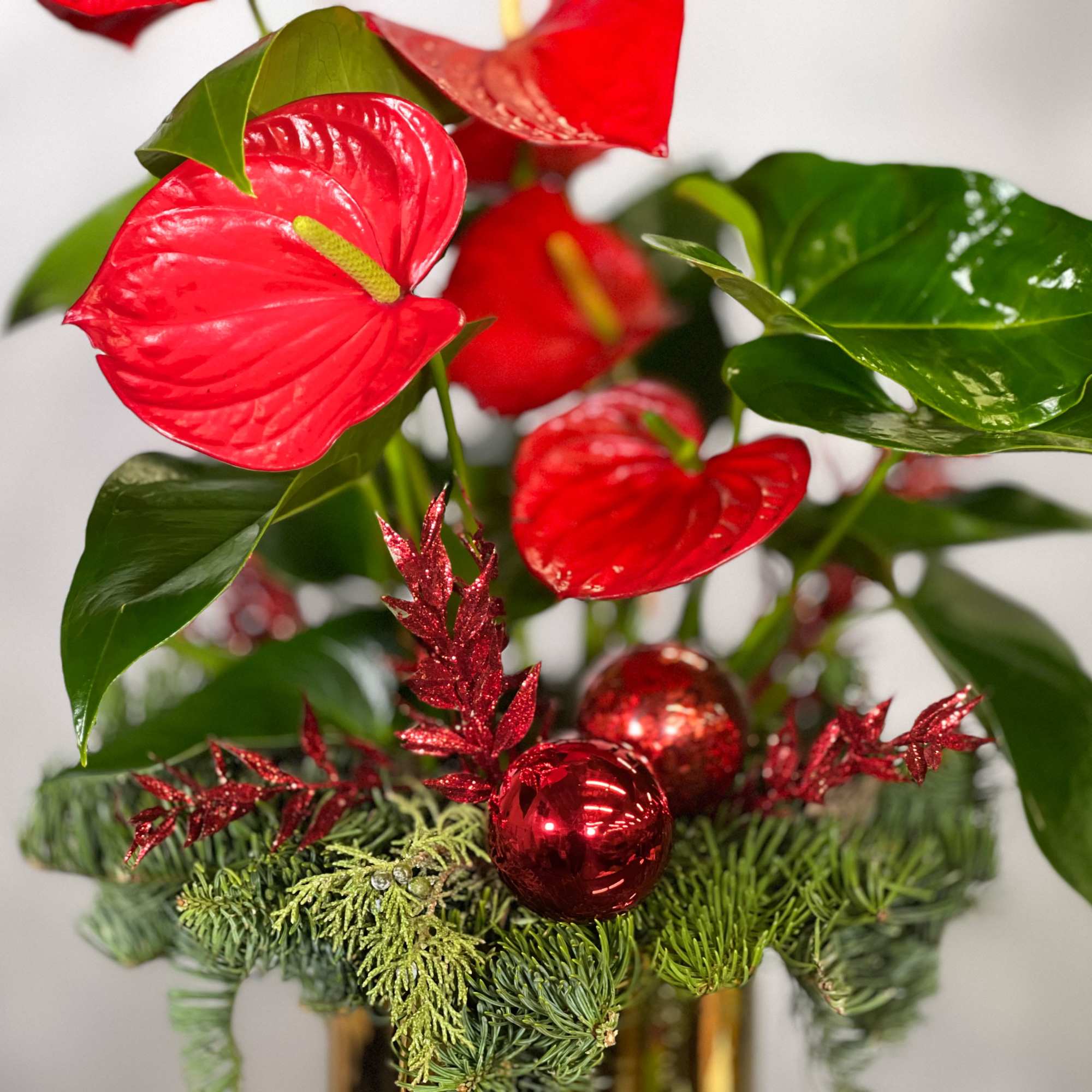 Anthurium signifies long-lasting love and friendship. Exude love and friendship this holiday, photo 2 of 2