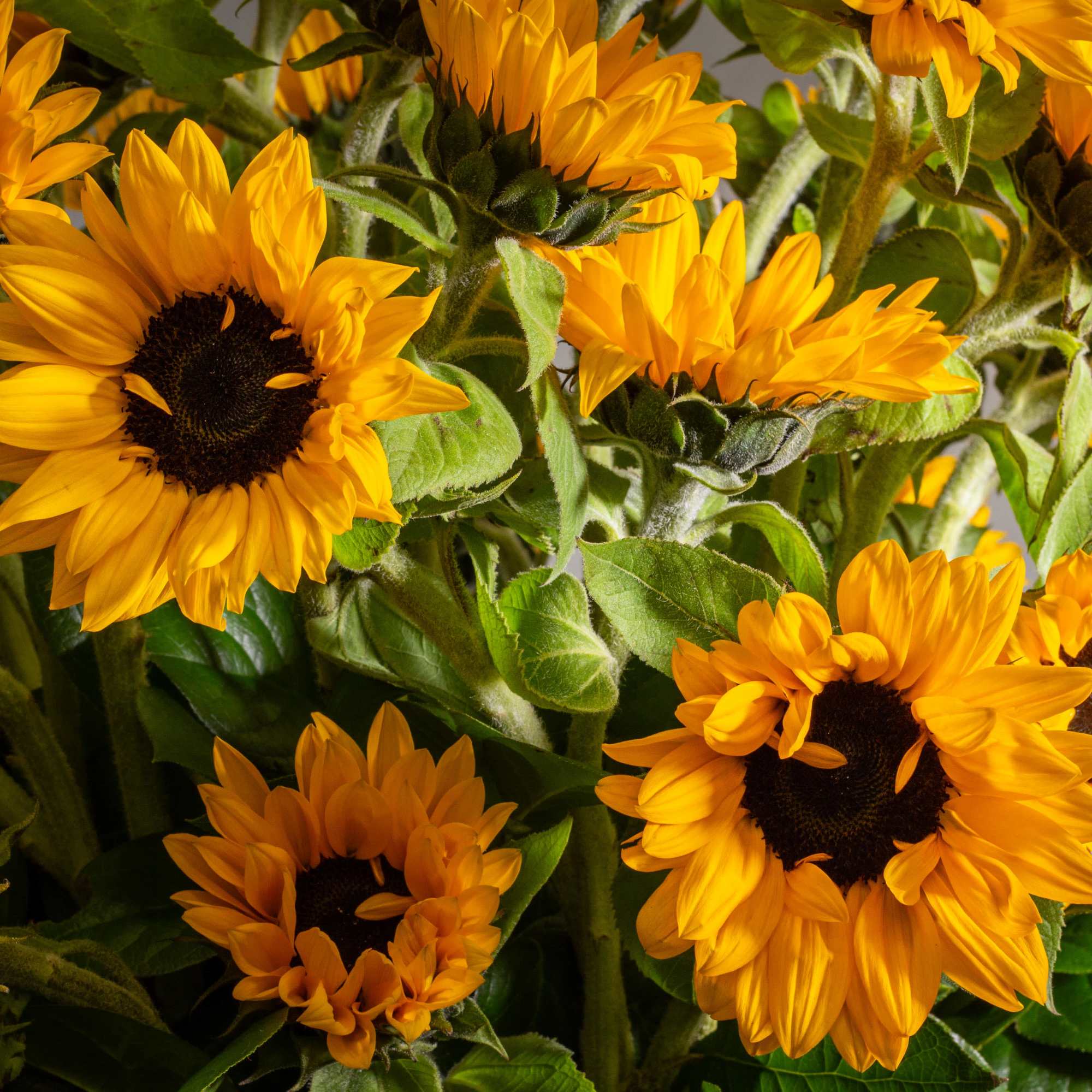 This  combination of rustic and modern sunflower and cymbidium orchids arrangement, photo 2 of 2
