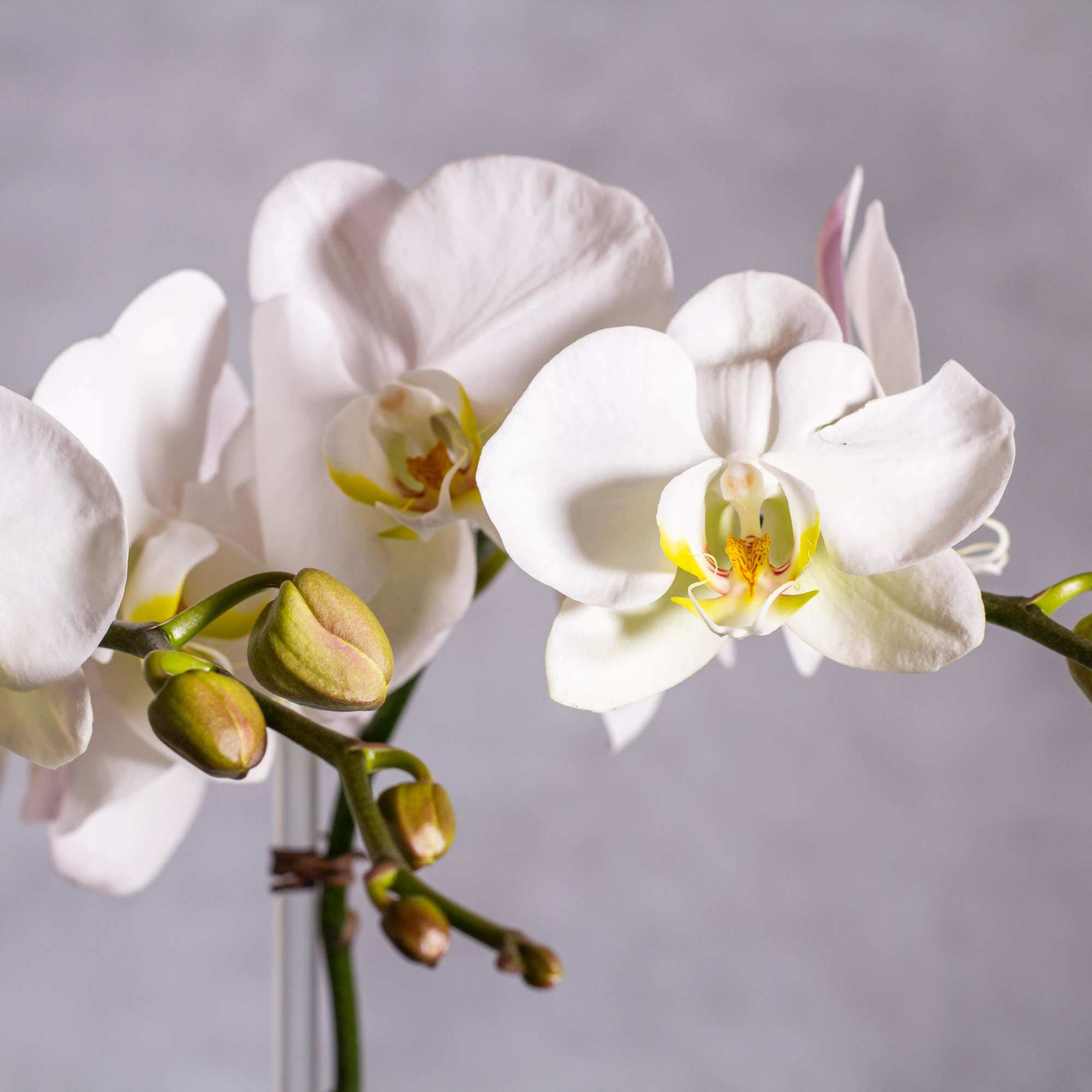 Elevate your space with the timeless allure of our "Eternal Elegance" arrangement, photo 3 of 3
