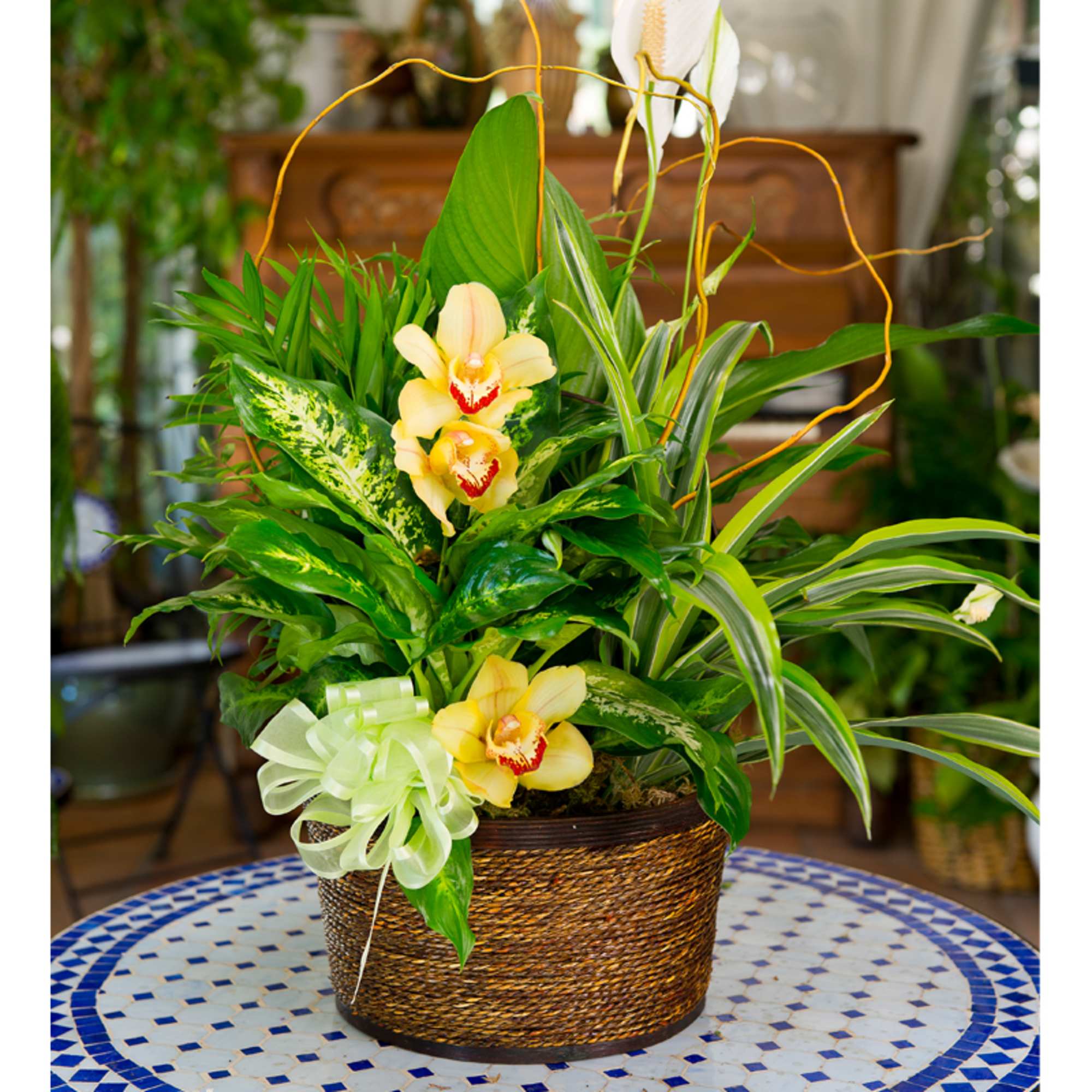 Tropical orchid arrangement in a woven basket with a ribbon bow
