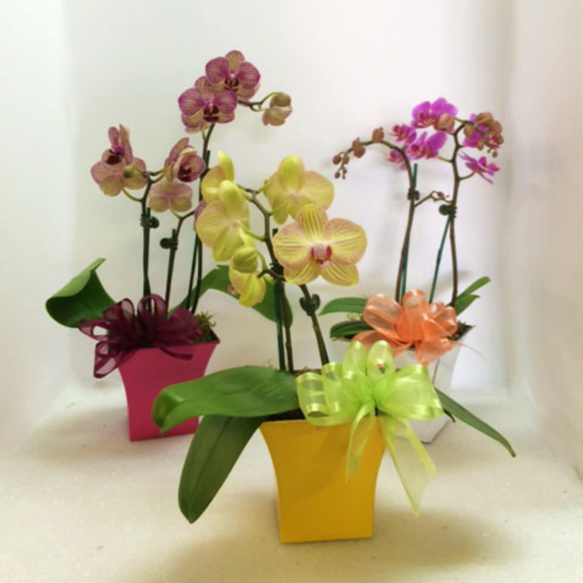 Potted orchids in colorful square containers with ribbon bows