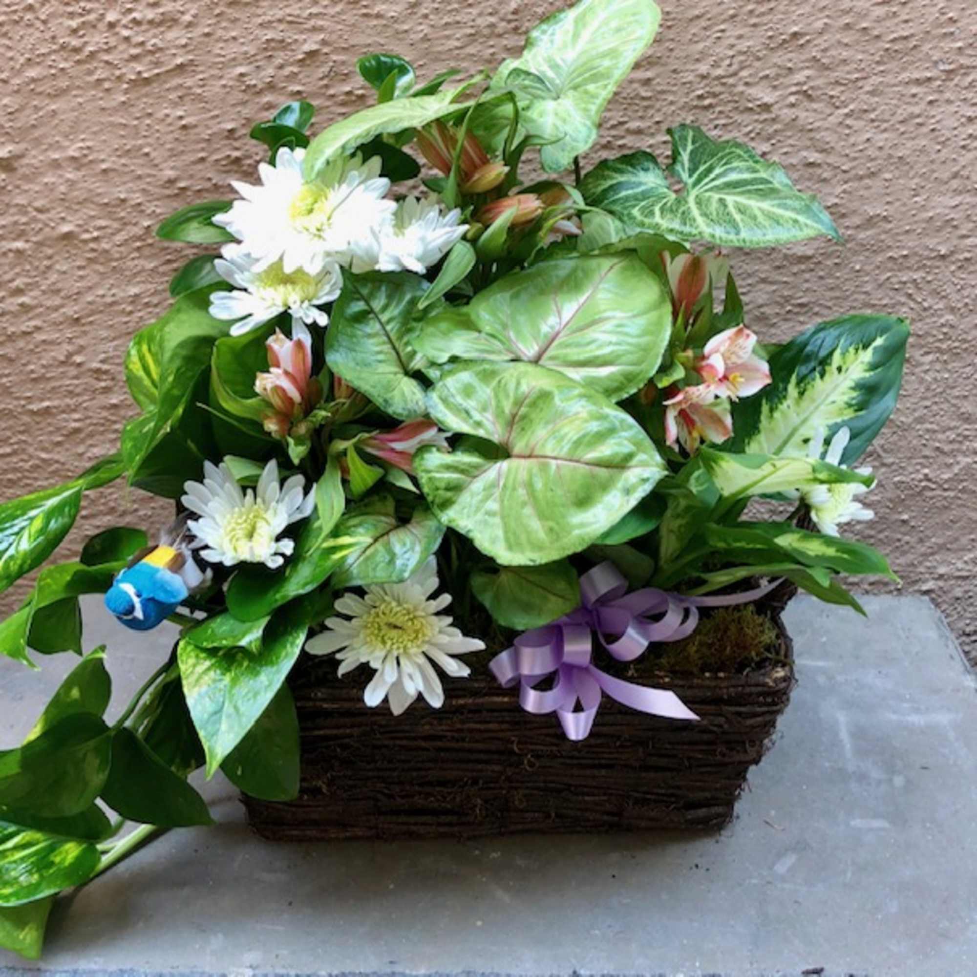 Basket arrangement of white daisies and assorted green foliage with a purple ribbon