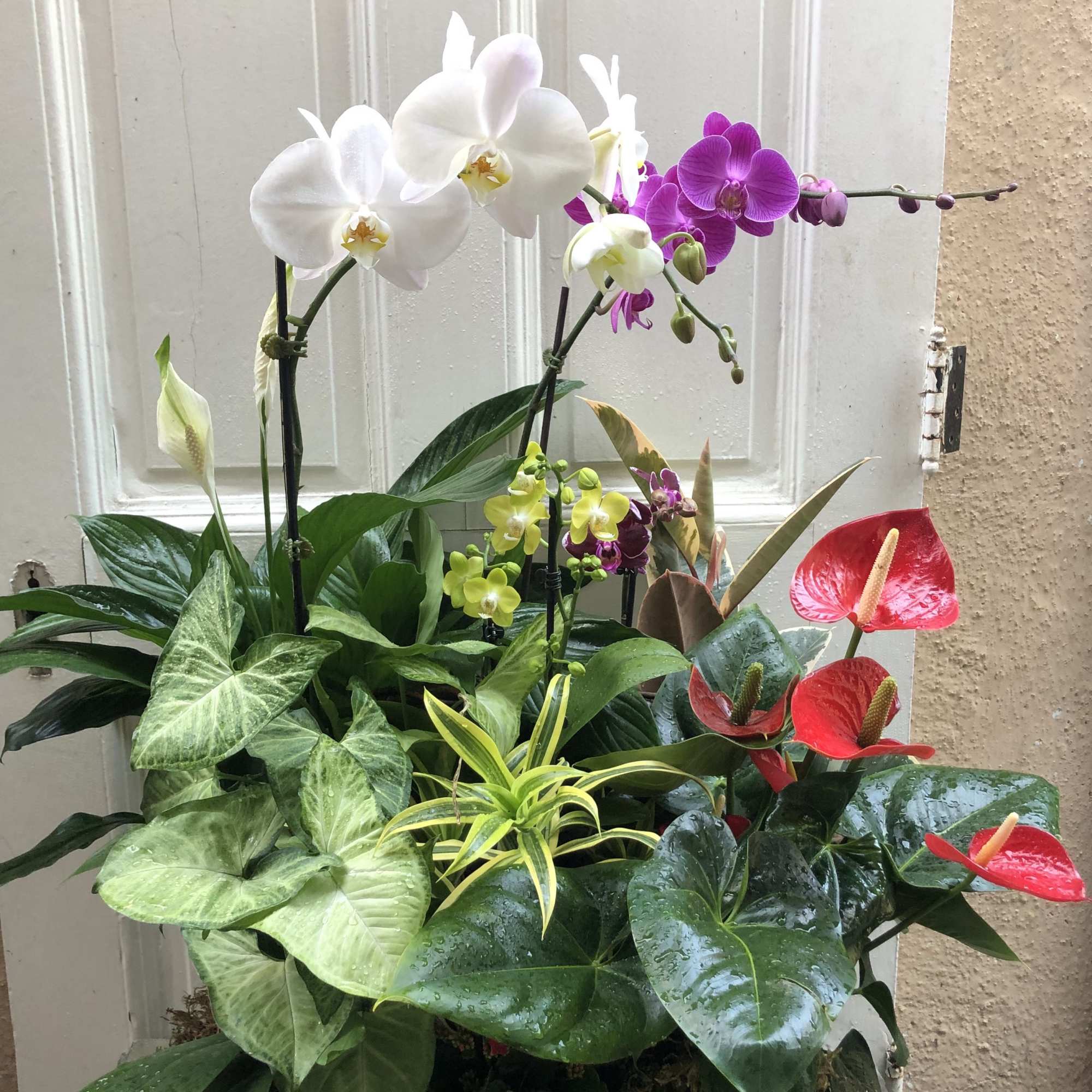 Mixed orchid and foliage planter with white, purple, yellow, and red blooms