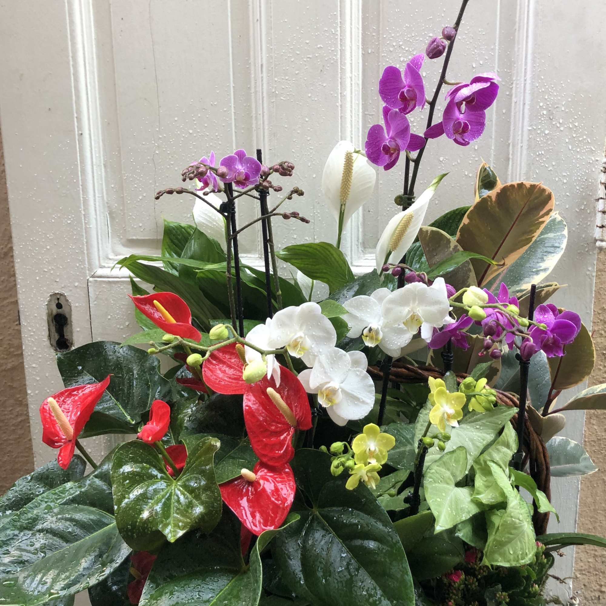 Mixed orchid and anthurium arrangement in a woven basket