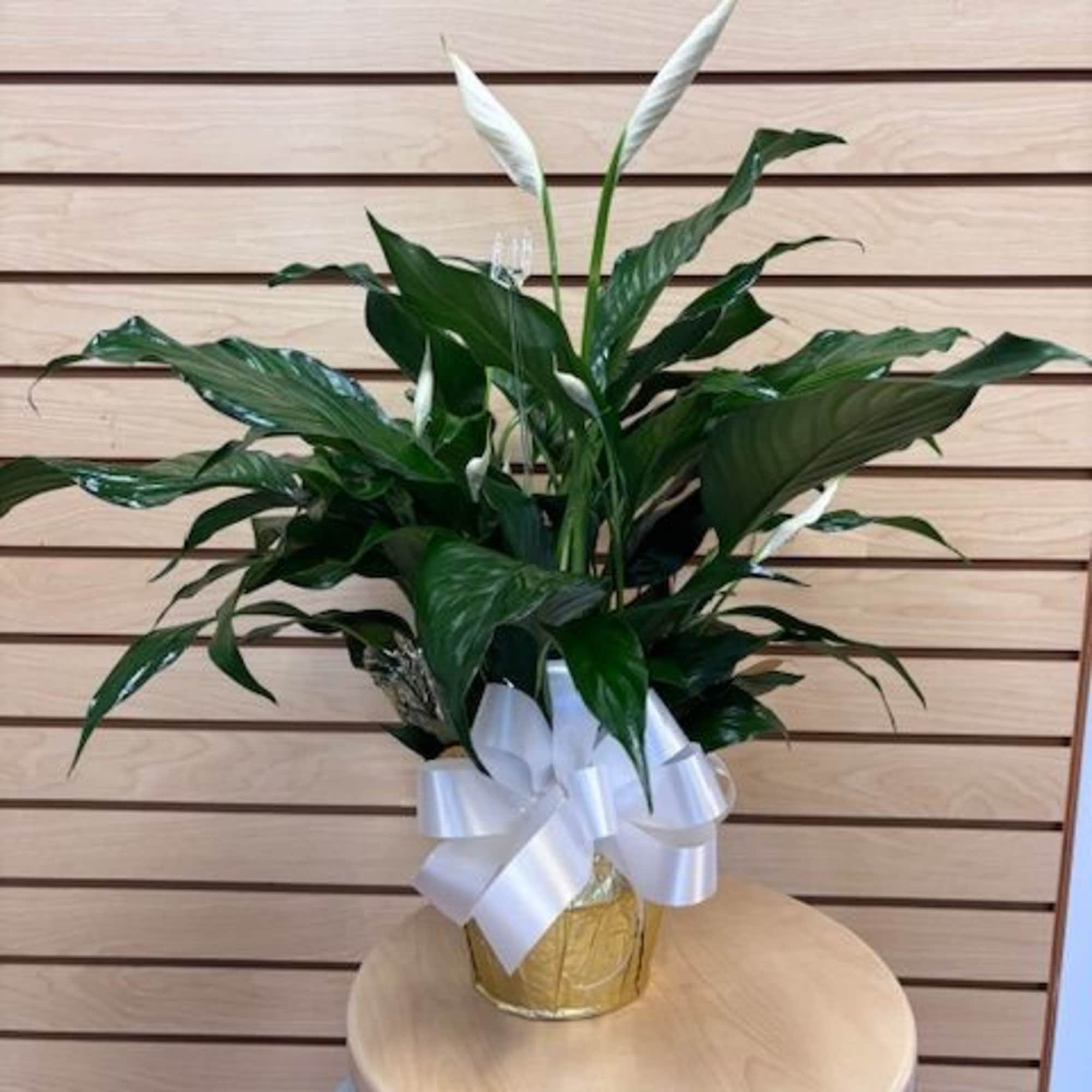 Small peace lily in a 6" pot wrapped in paper with a