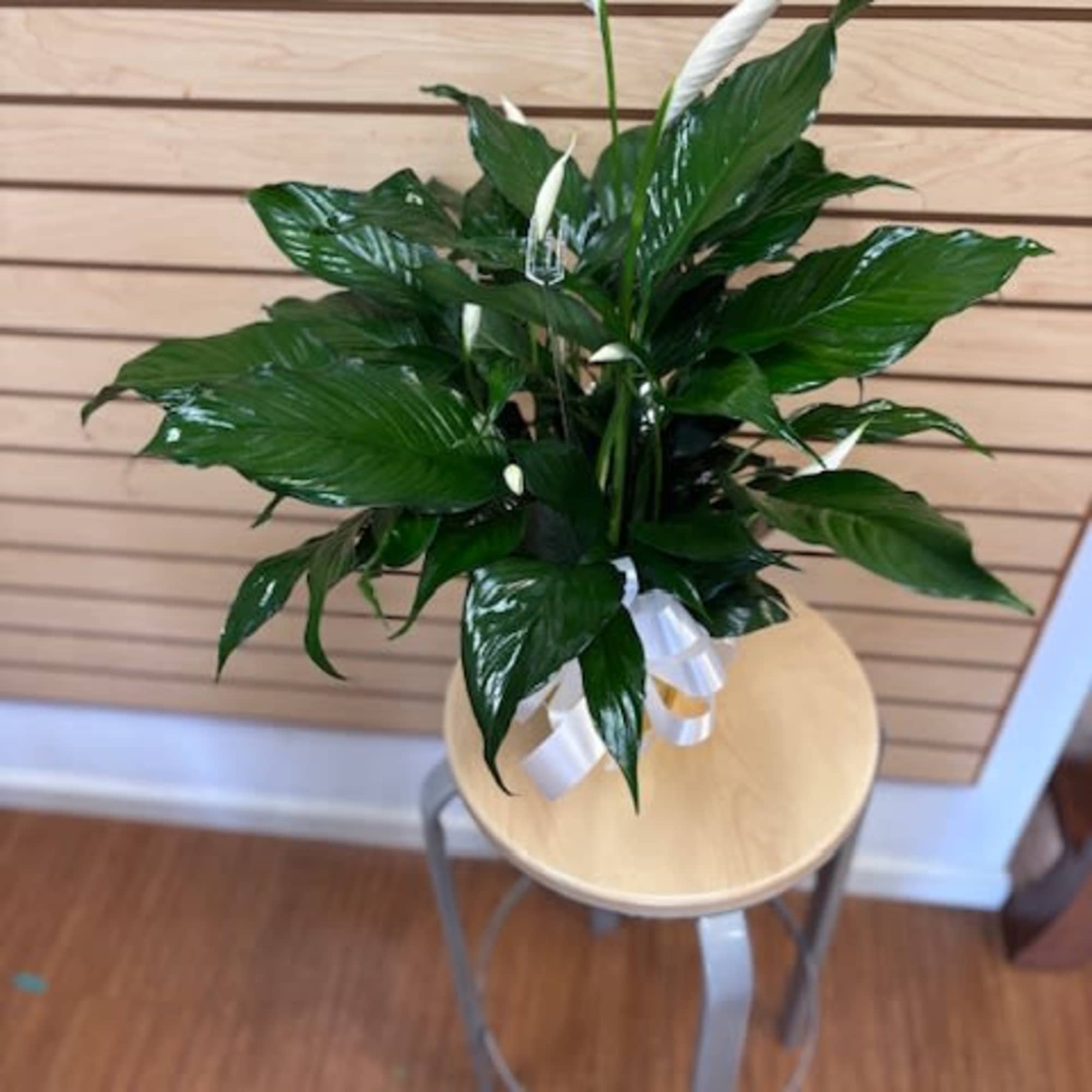 Small peace lily in a 6" pot wrapped in paper with a, photo 2 of 2