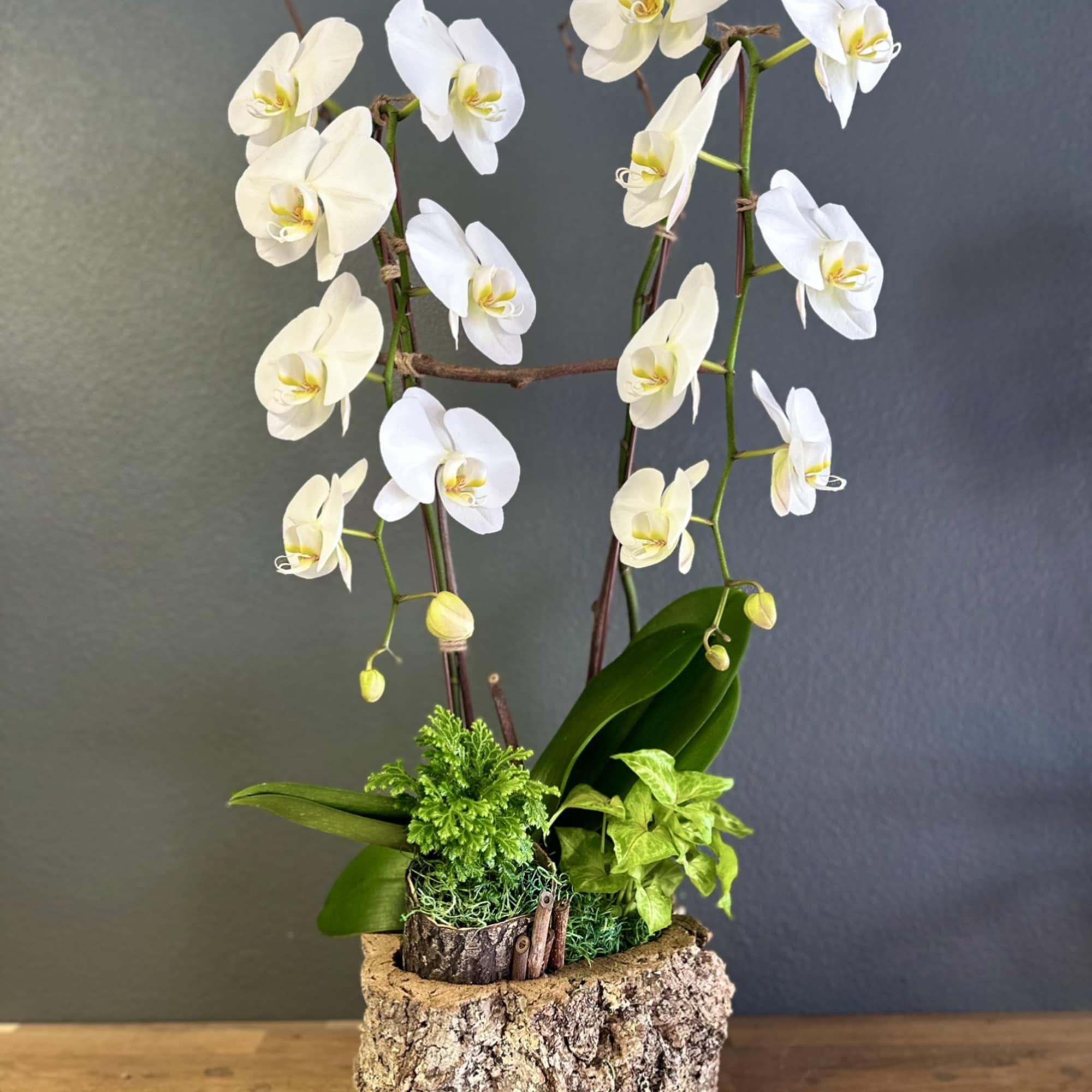 White orchids arranged in a bark-textured planter with green foliage