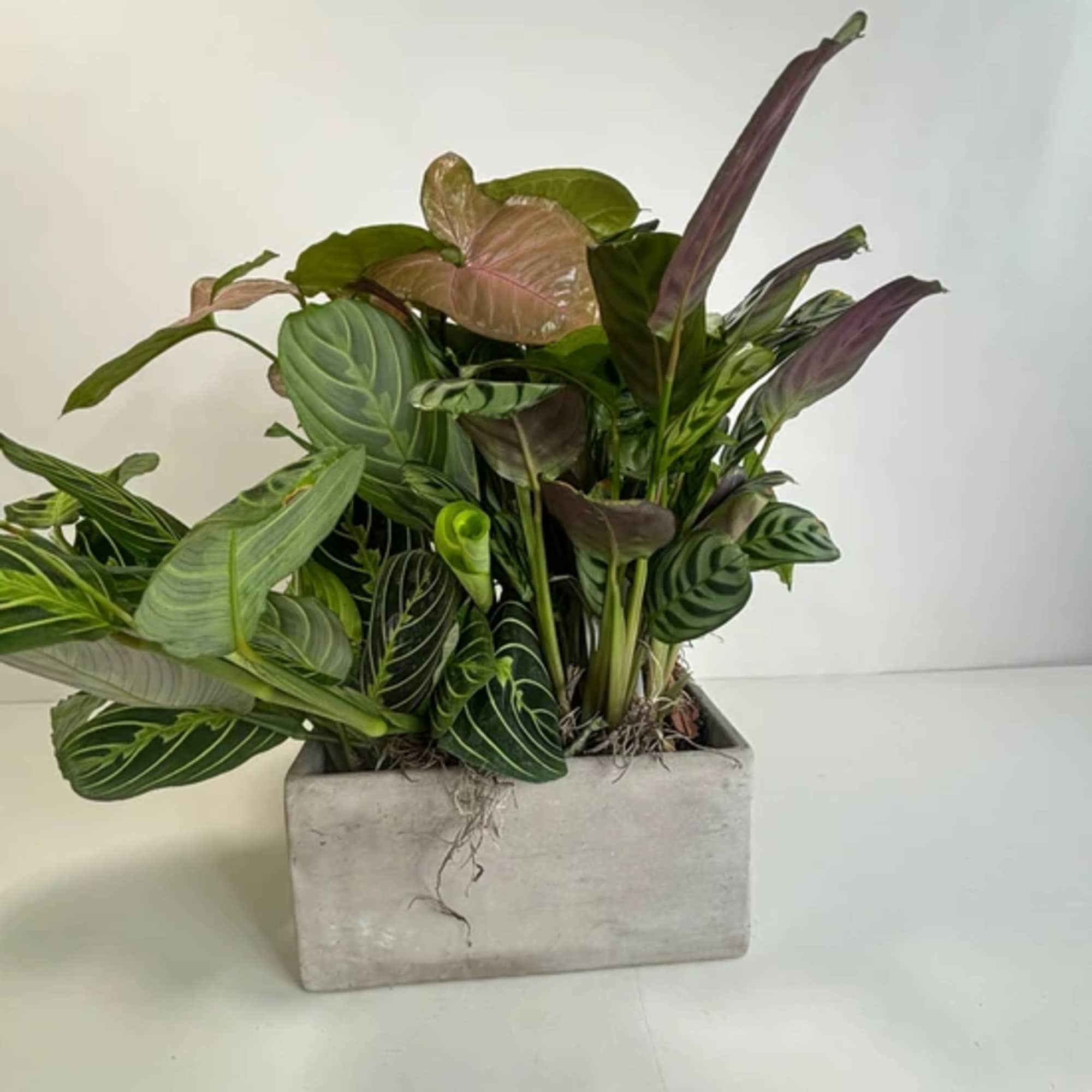 Potted tropical plant arrangement with patterned green and purple leaves in a concrete planter