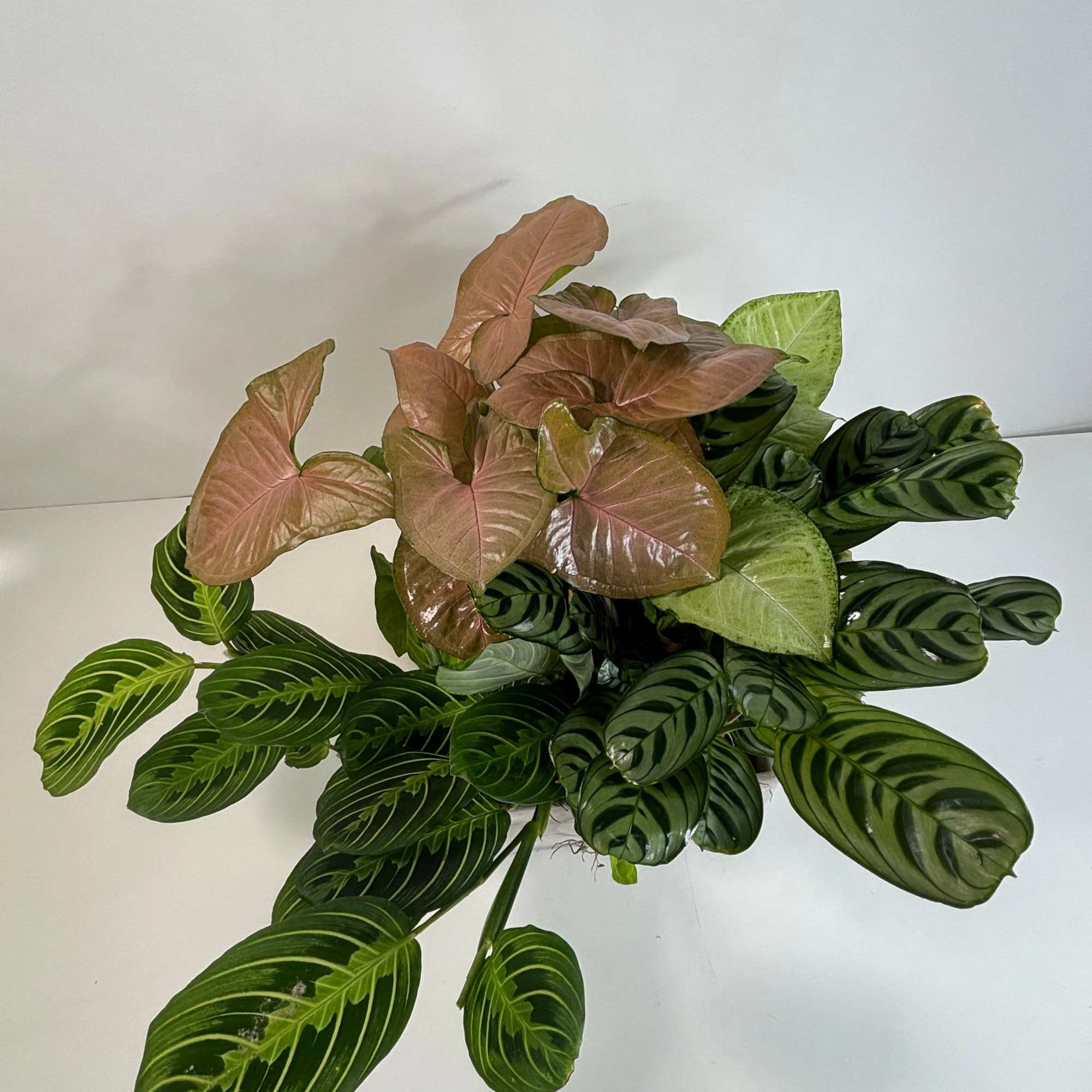 Assorted potted prayer plants with striped green leaves and pinkish leaves