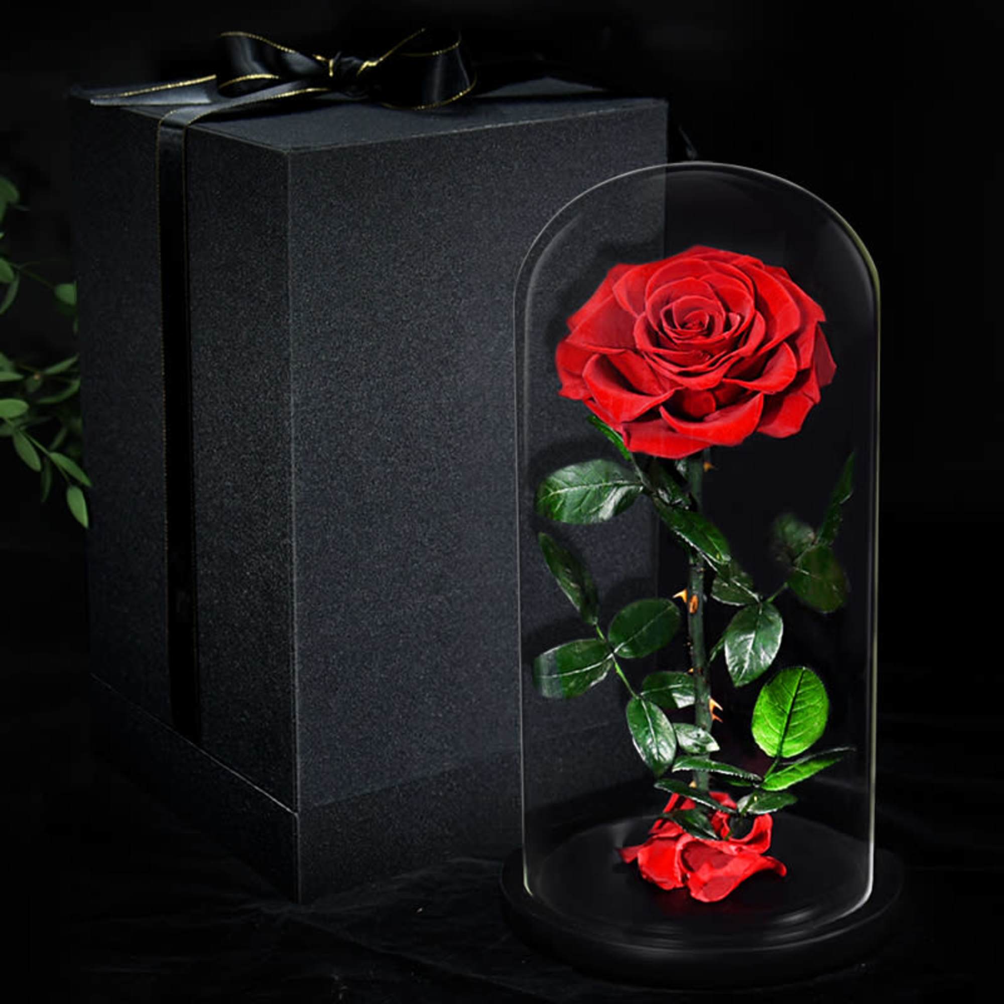 Single red rose in a clear dome beside a black gift box