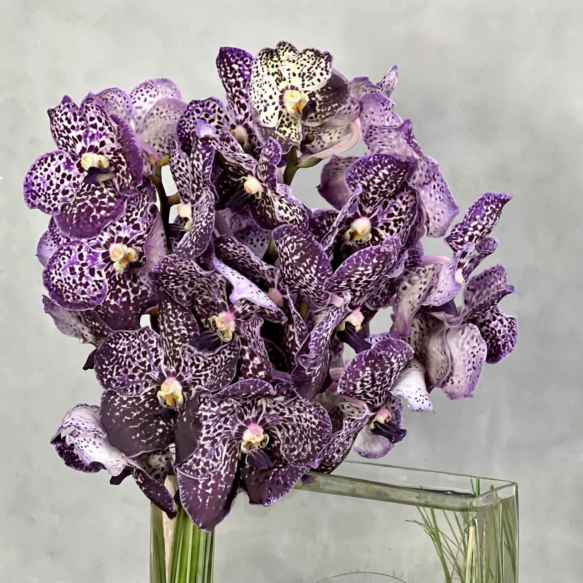 Leopard Like Orchid Blooms in Rectangular Glass Vase. make this display the, photo 2 of 4