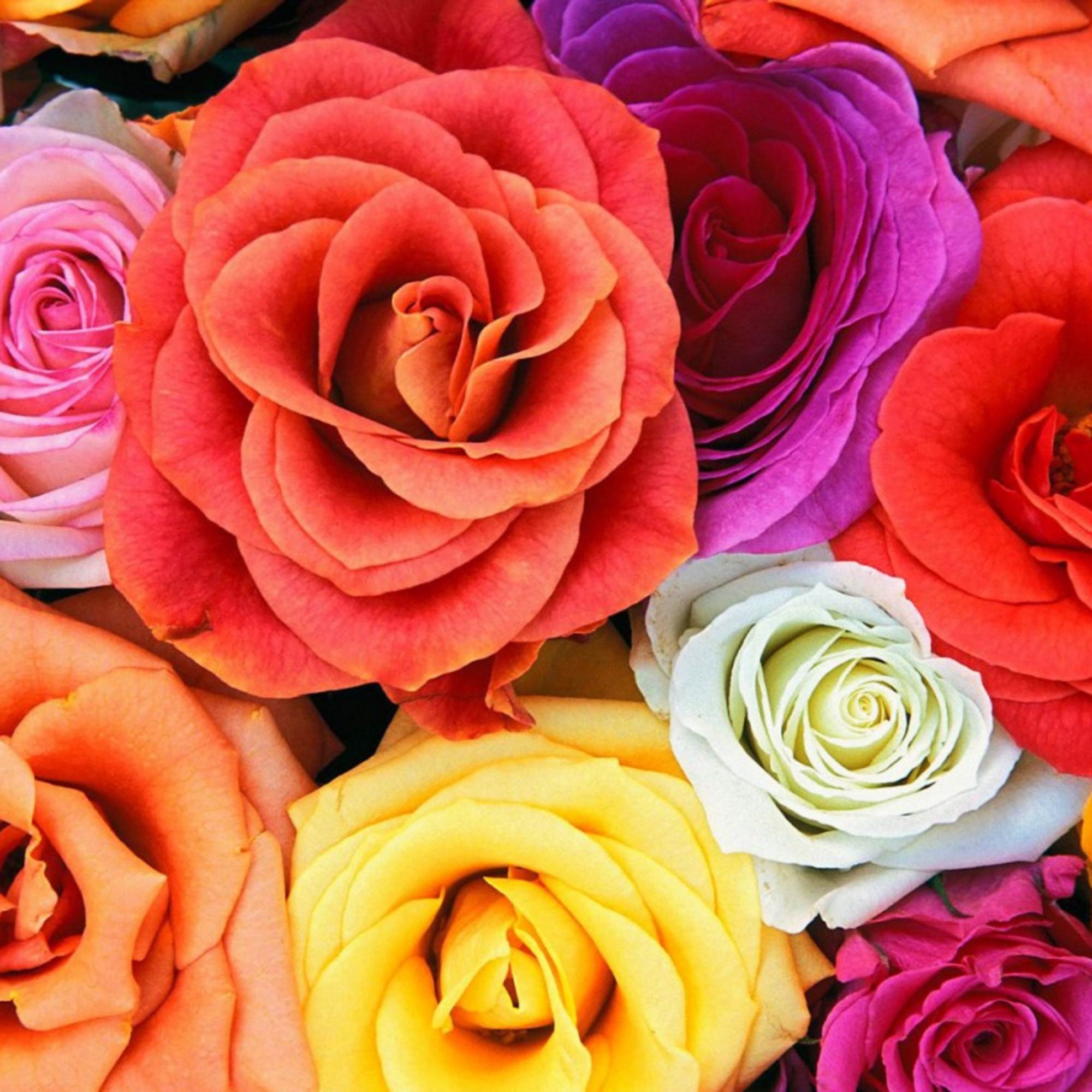 Close-up of multicolored roses in pink, orange, red, purple, yellow, and white