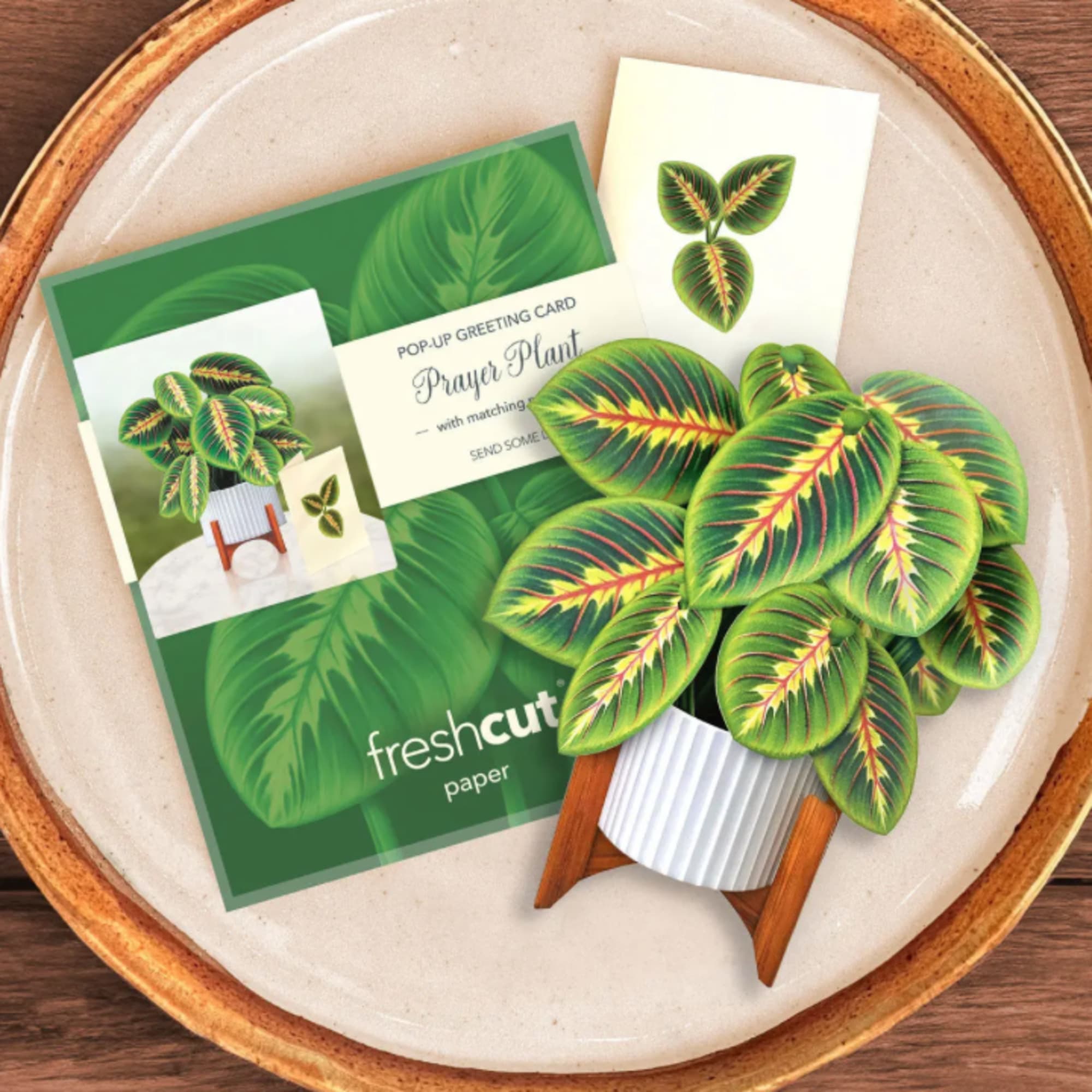 Pop-up greeting card with a prayer plant in a small pot