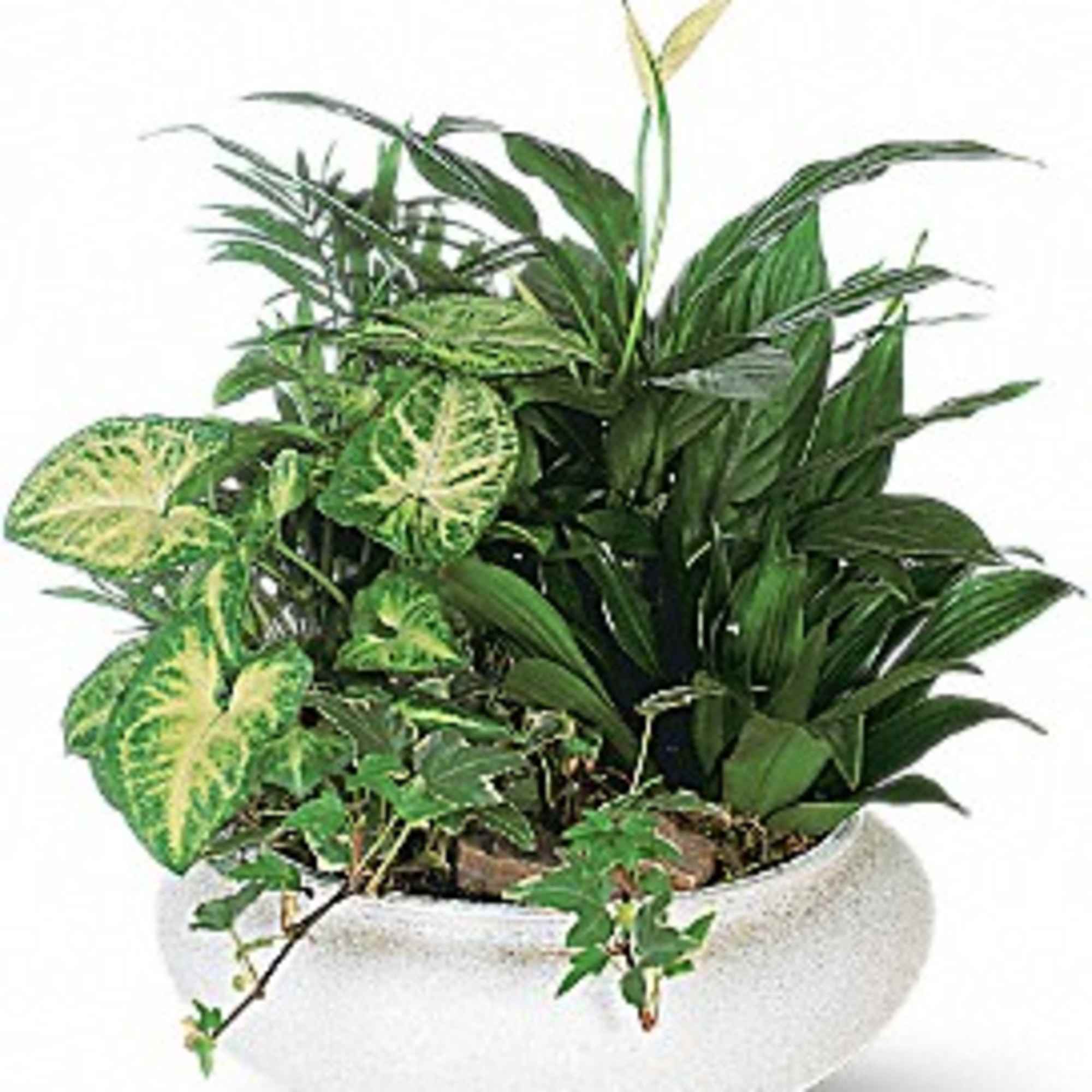 Mixed green houseplants in a white bowl planter