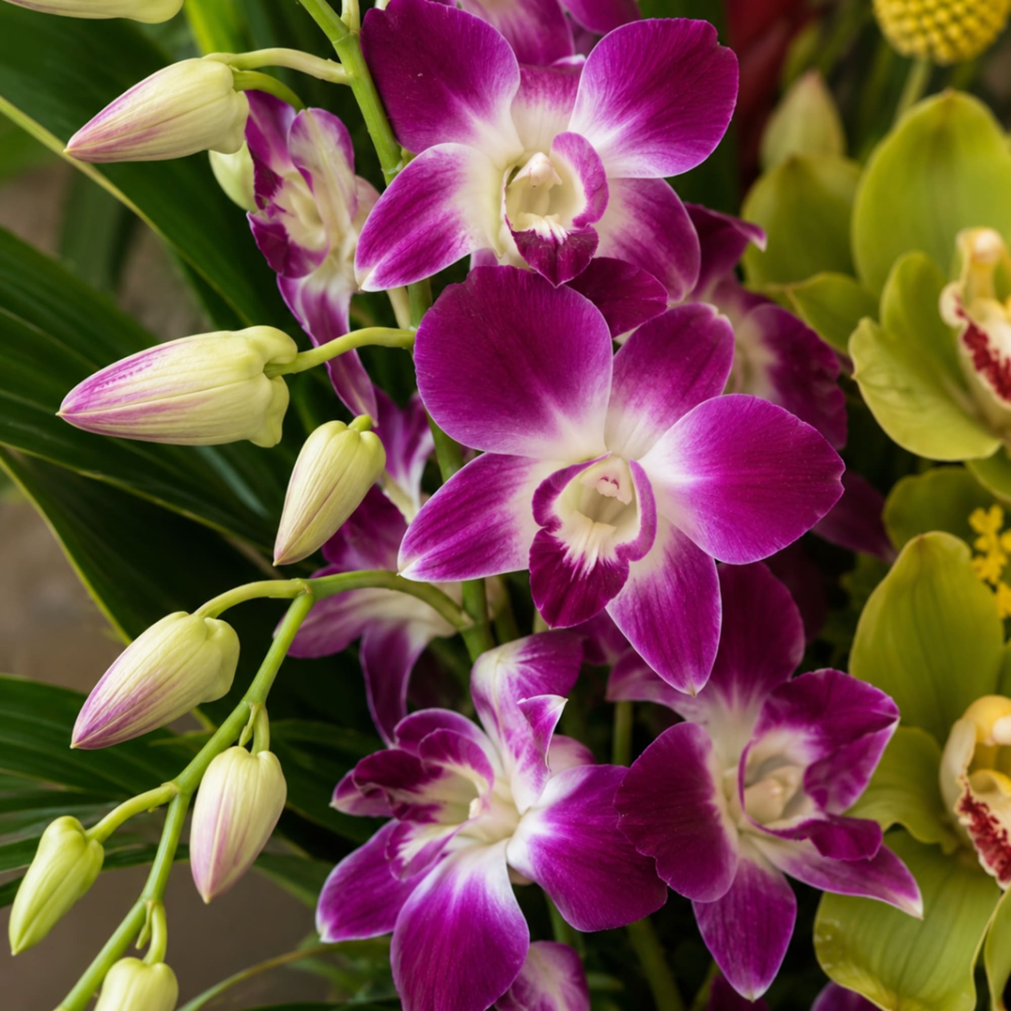 Purple and white orchids with pale unopened buds in a close-up arrangement