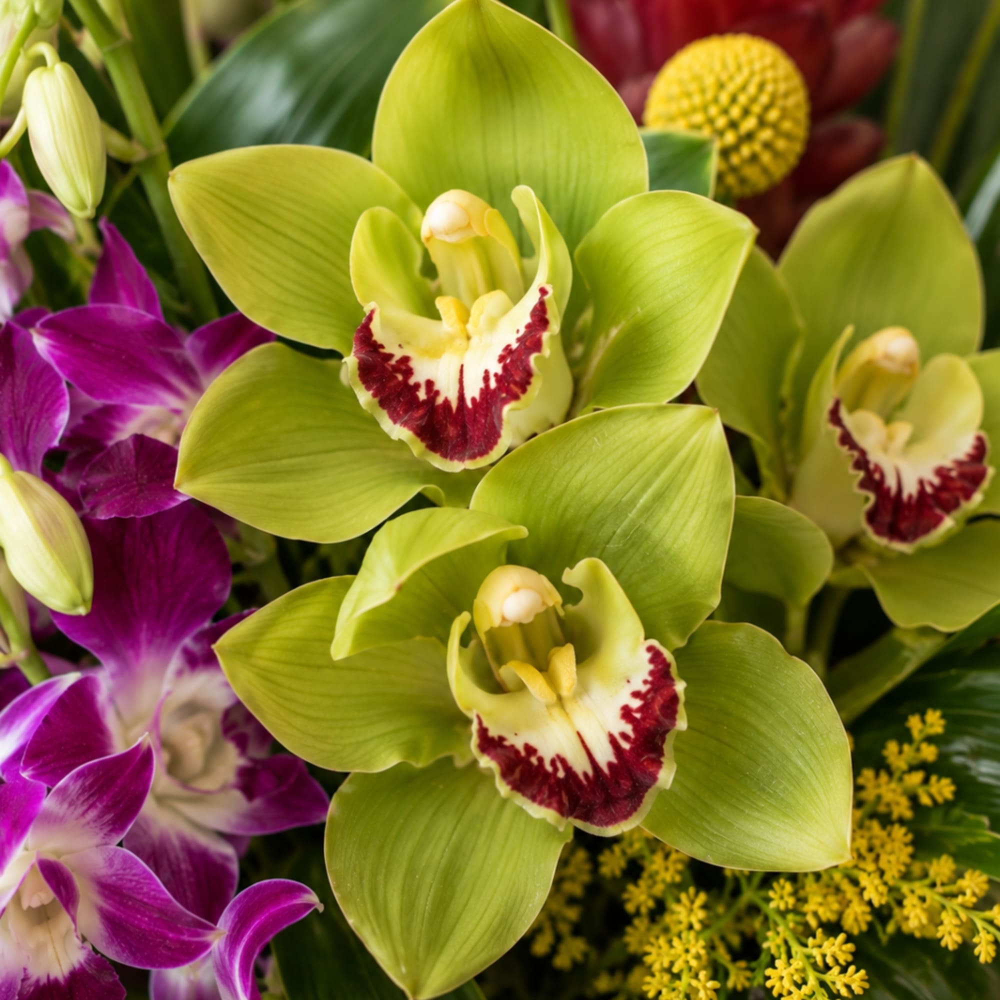 Green and purple orchids in a close-up floral arrangement
