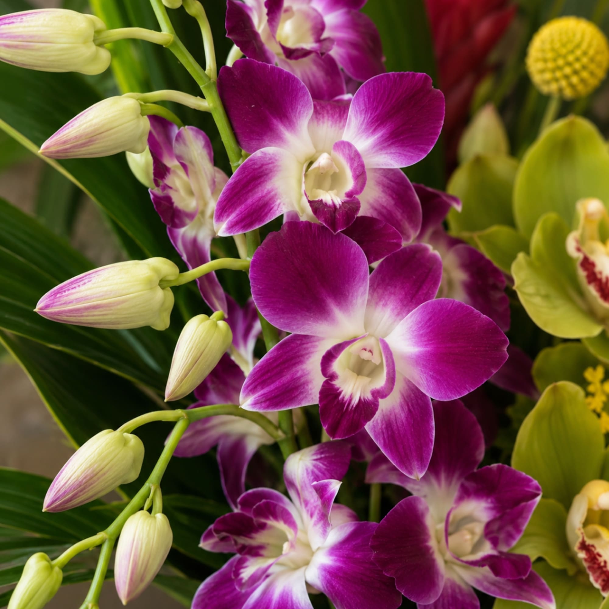 Purple and white orchids with pale unopened buds in a close-up bouquet