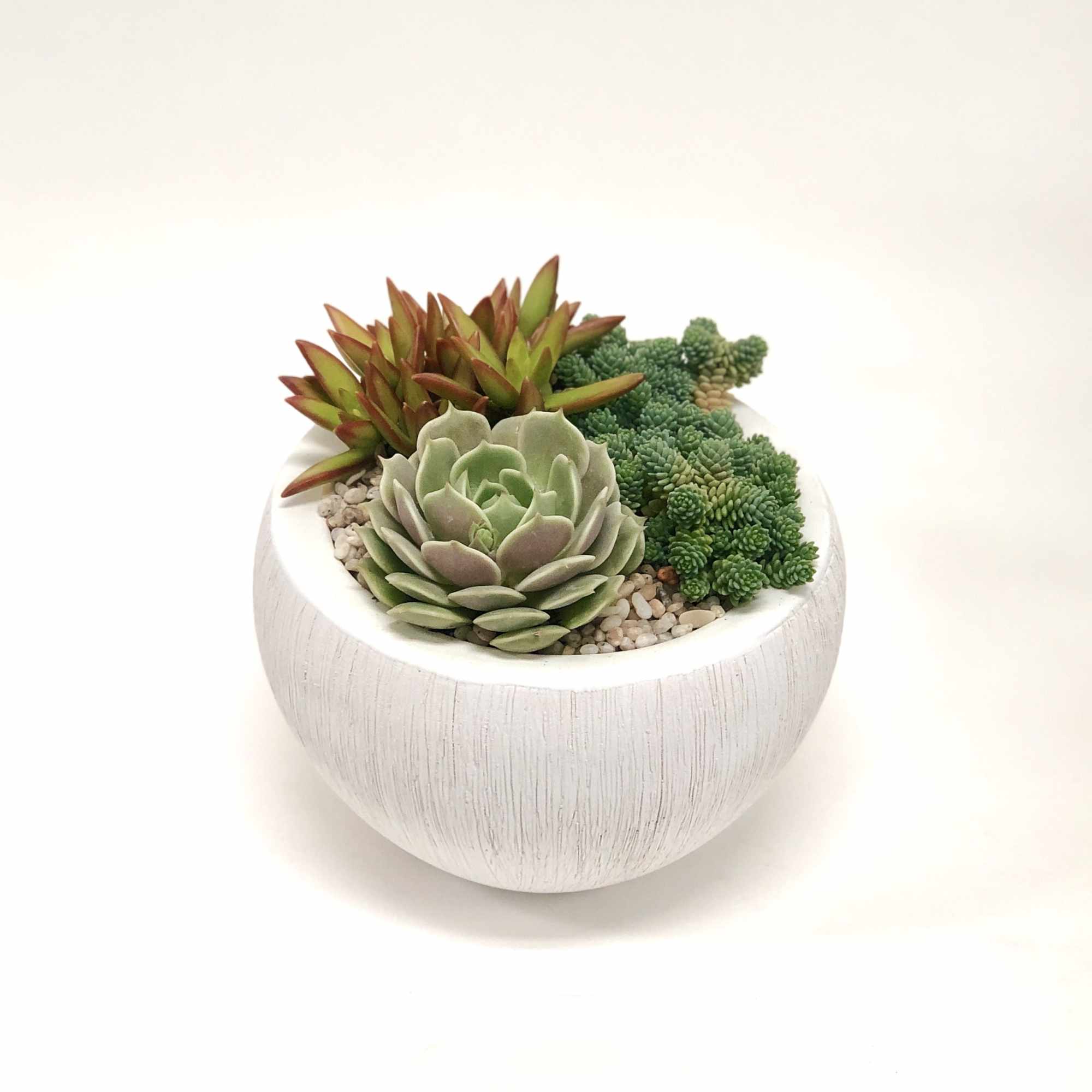 Succulent arrangement in a white round planter with pebbles