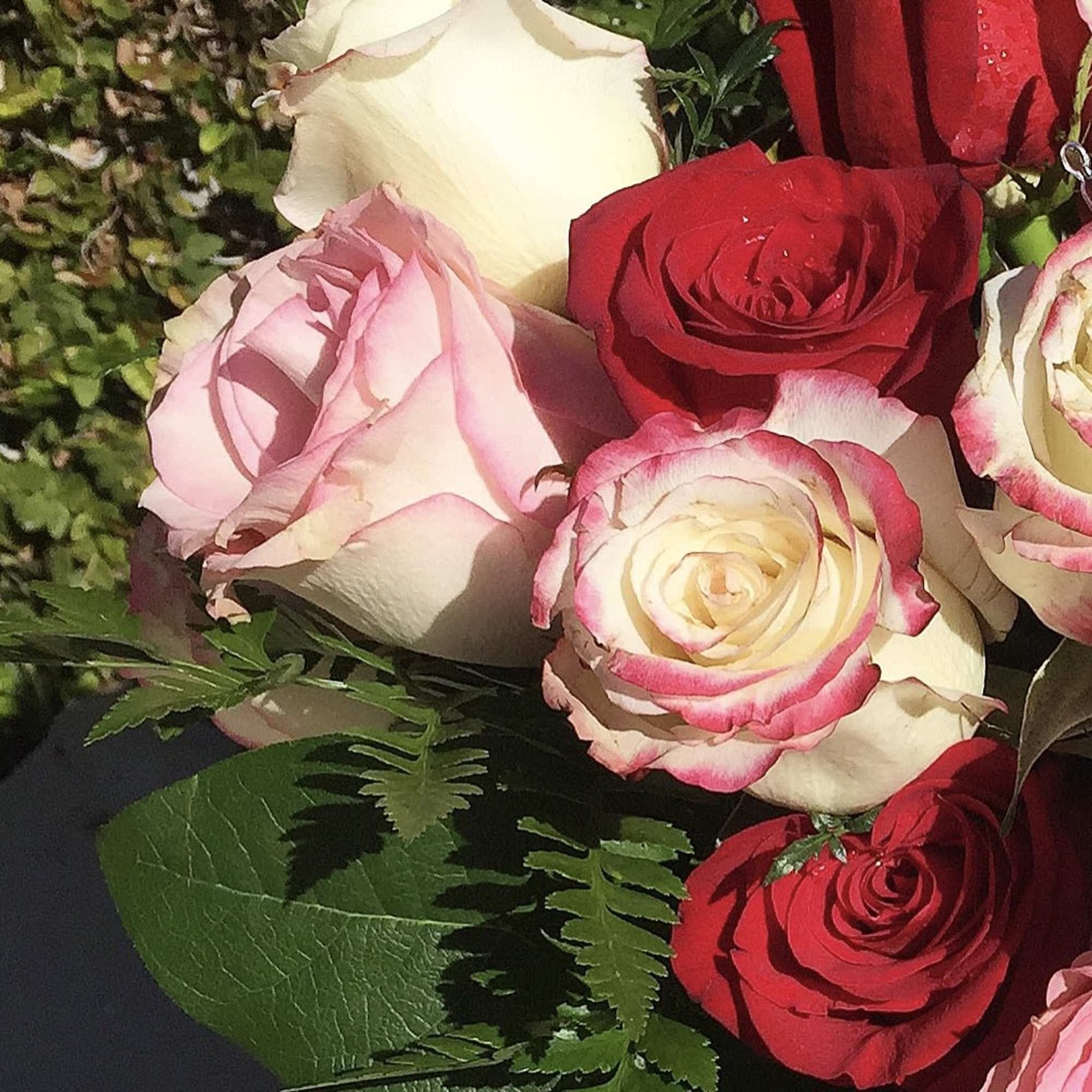 Close-up bouquet of red, pink, and white roses