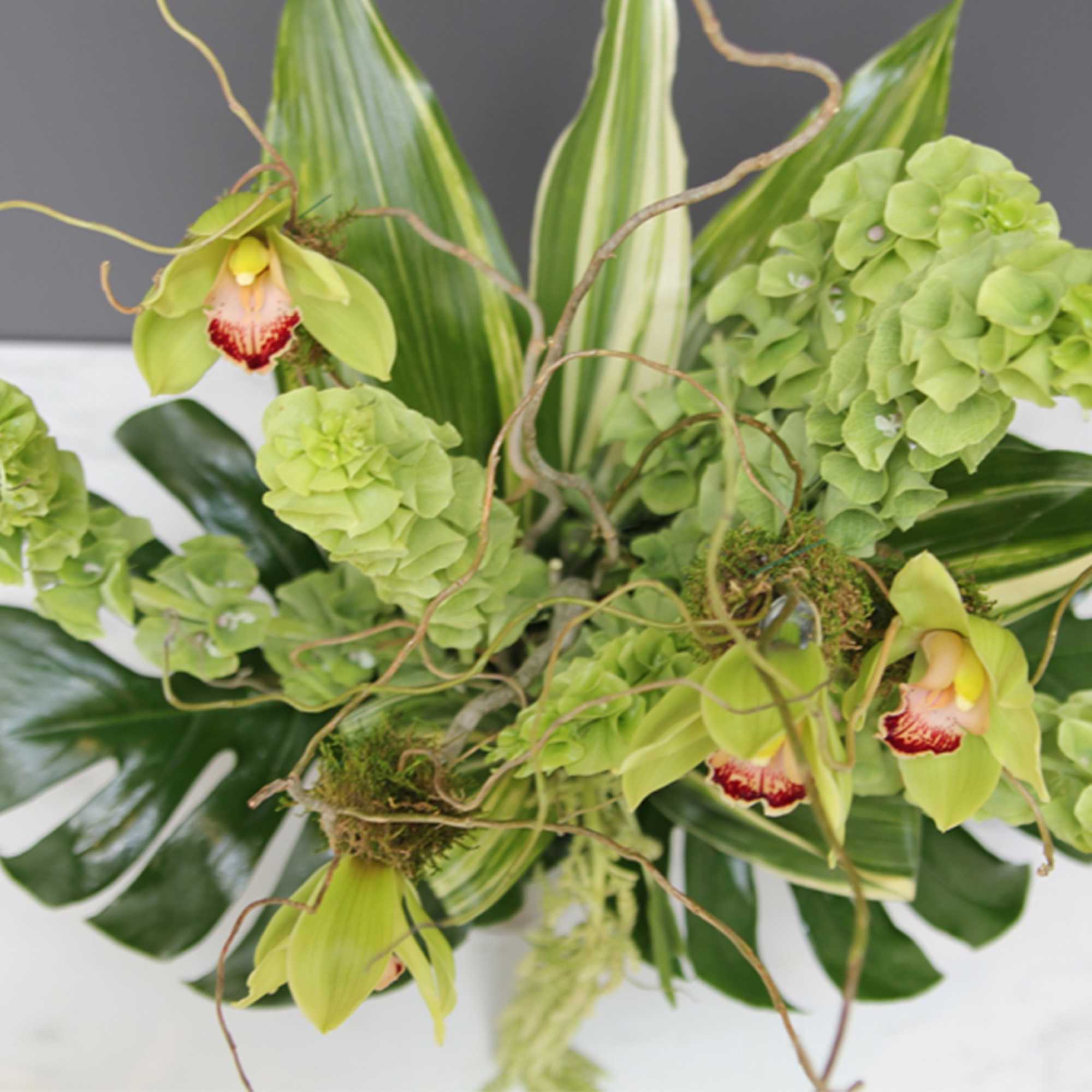 Green orchid blooms with large striped leaves and curly branches