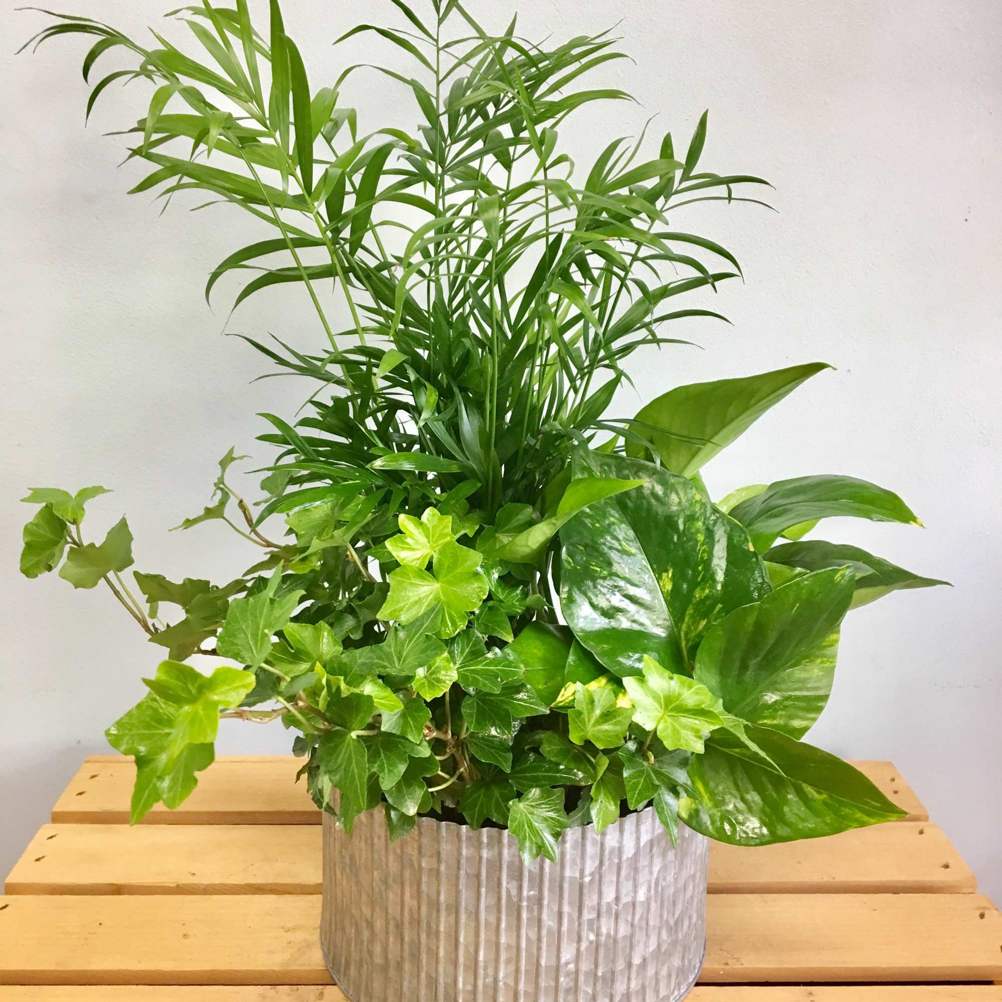 Mixed green houseplants in a ribbed metal planter