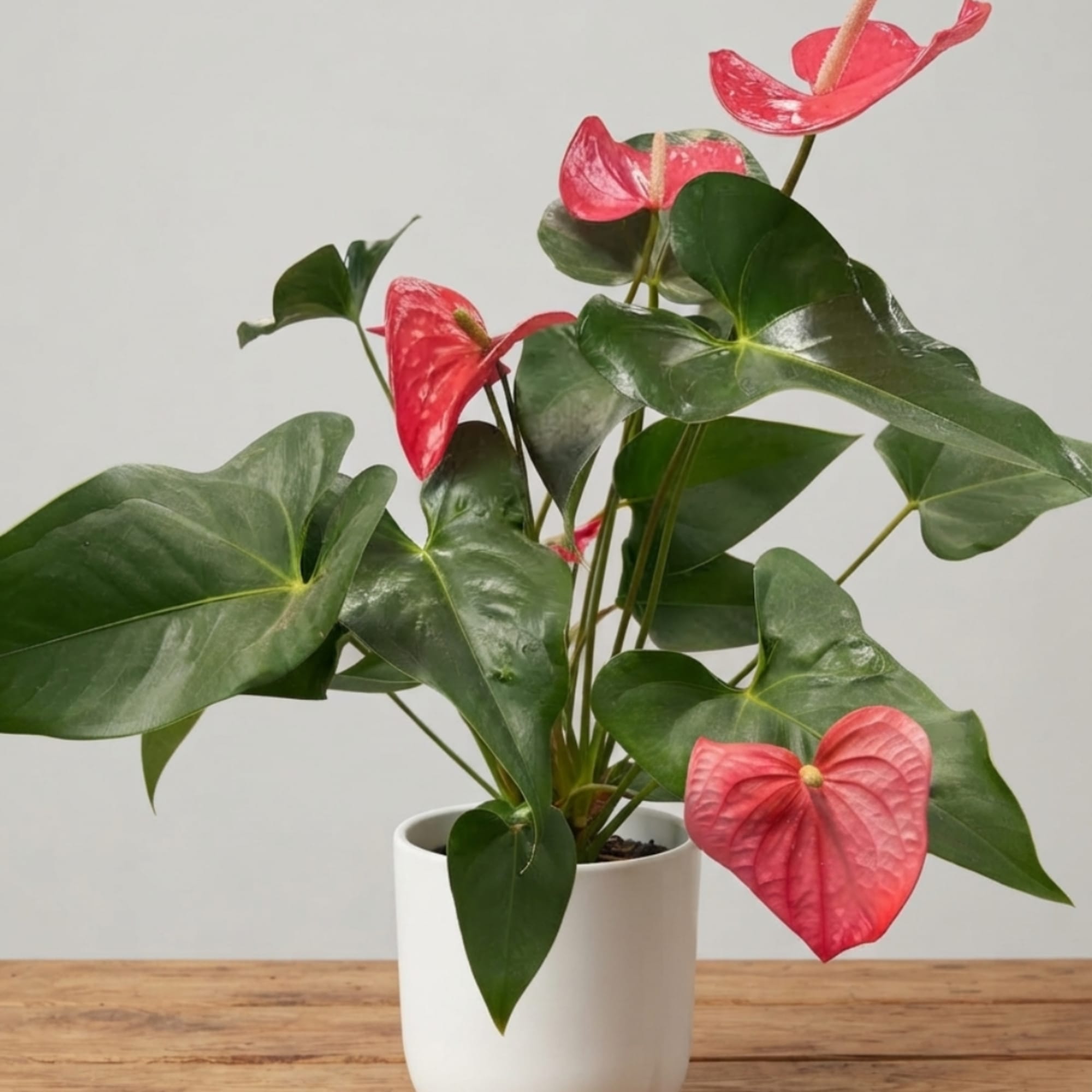 Potted anthurium plant with pink flowers and glossy green leaves in a white pot