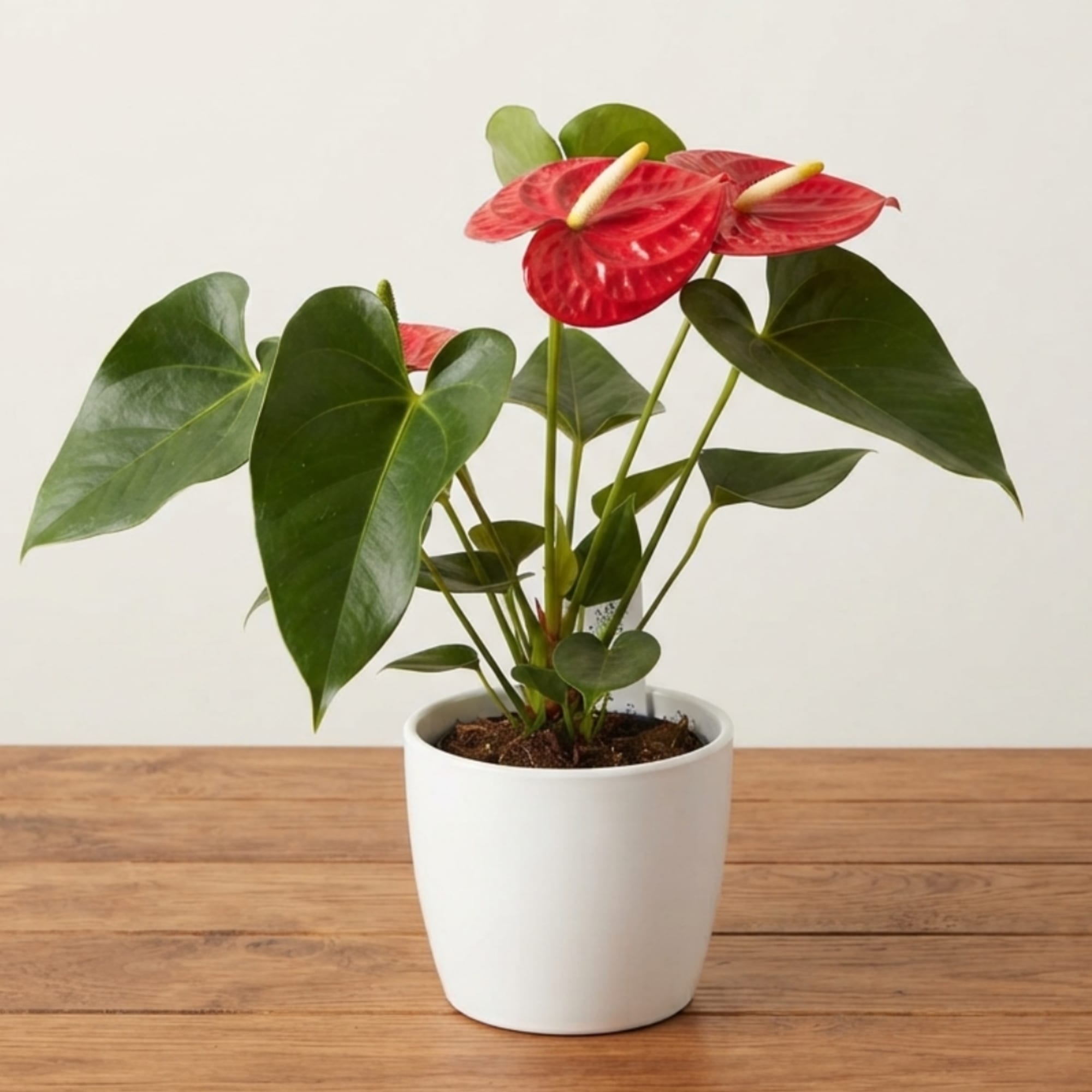 Potted anthurium plant with red blooms in a white pot