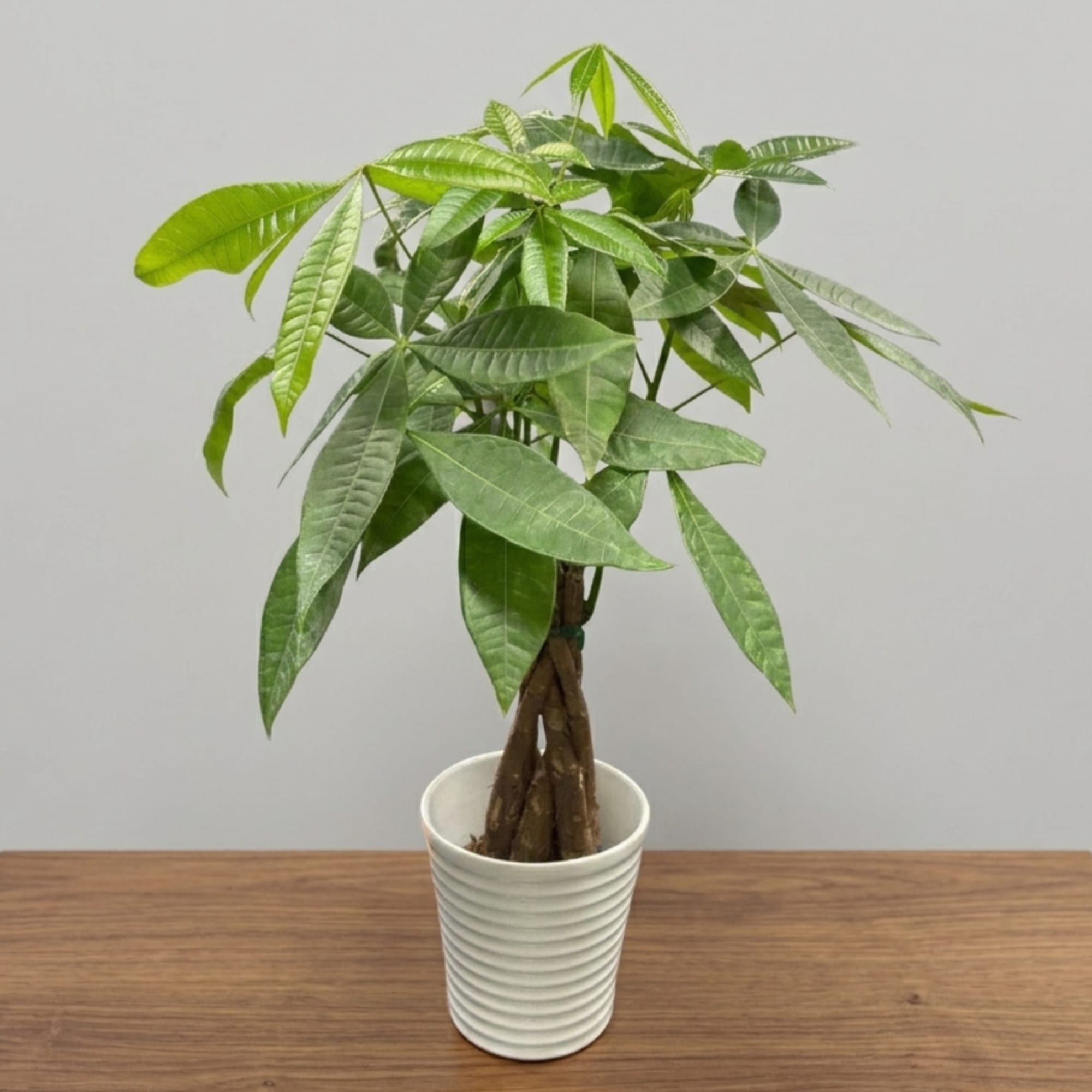 Potted money tree plant in a white ribbed container on a wooden surface