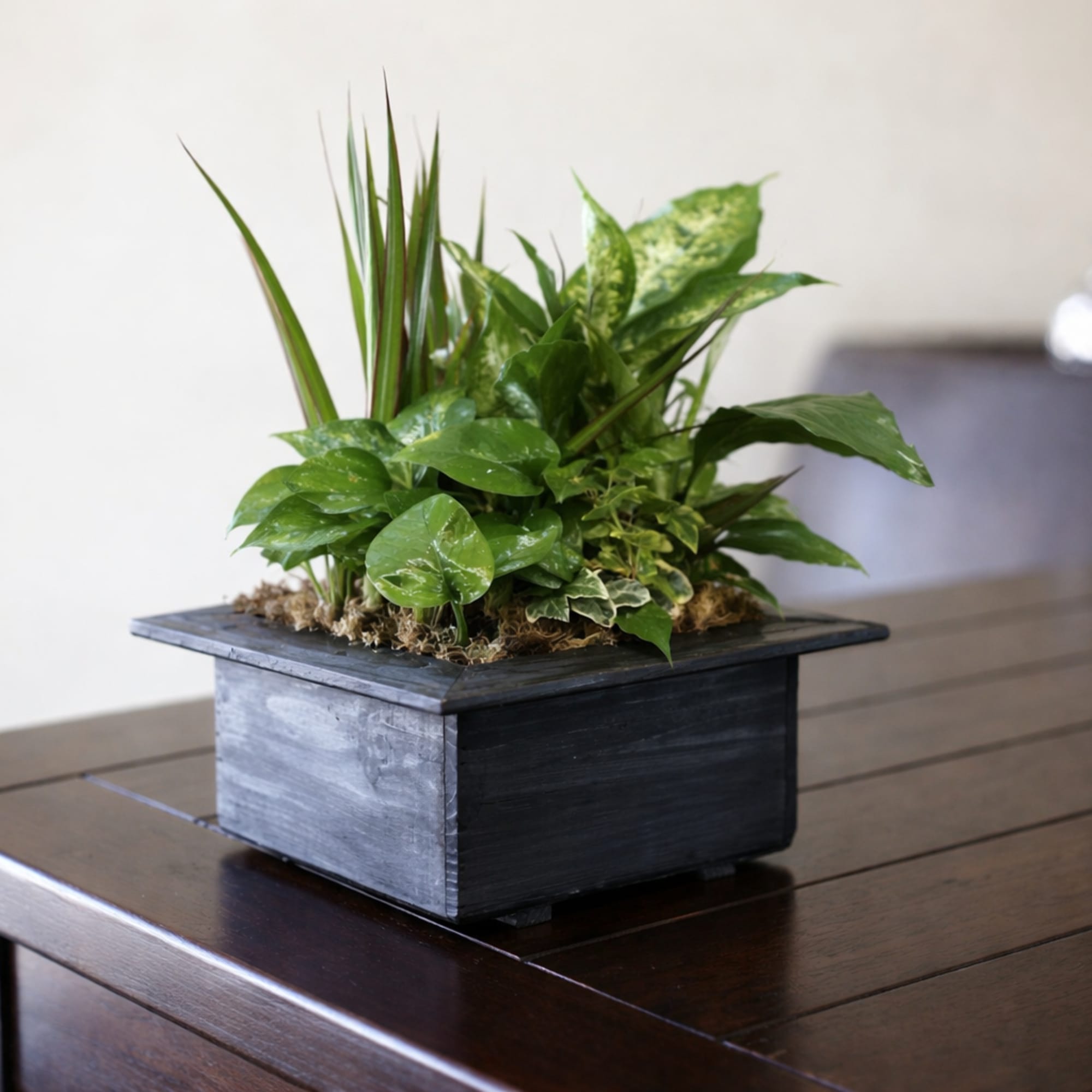 Potted green plant arrangement in a black square container on a table