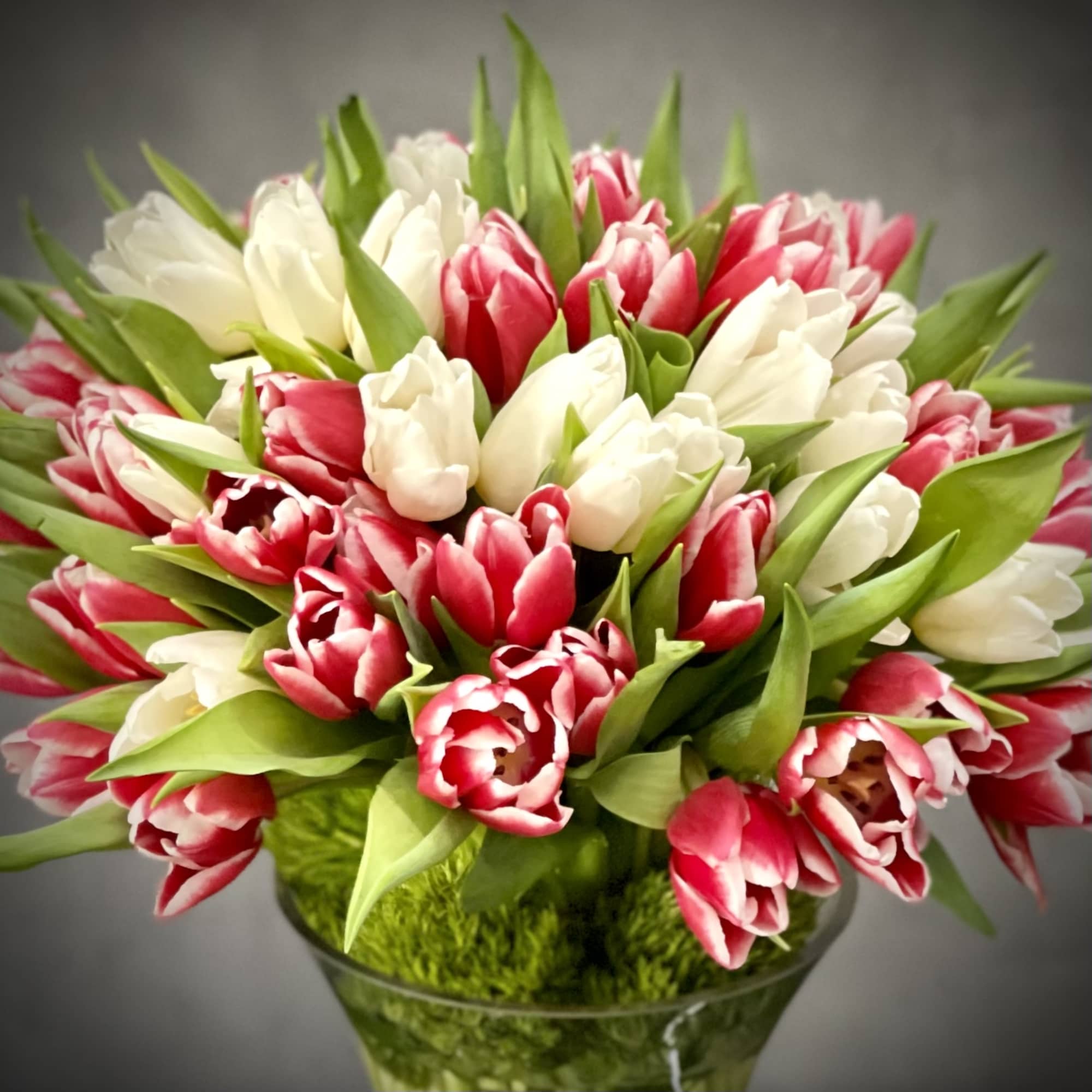 Bouquet of red and white tulips in a glass vase