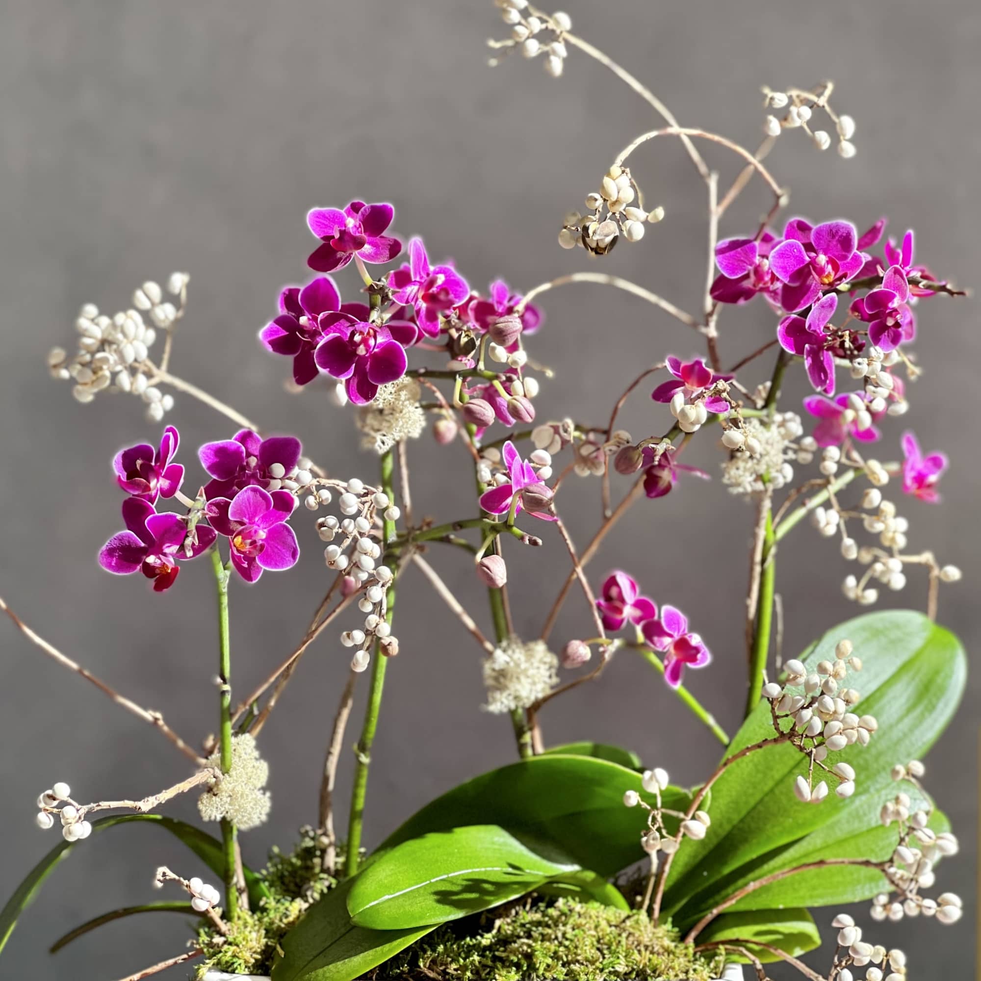 Purple orchids with white berry-like branches in a mossy planter