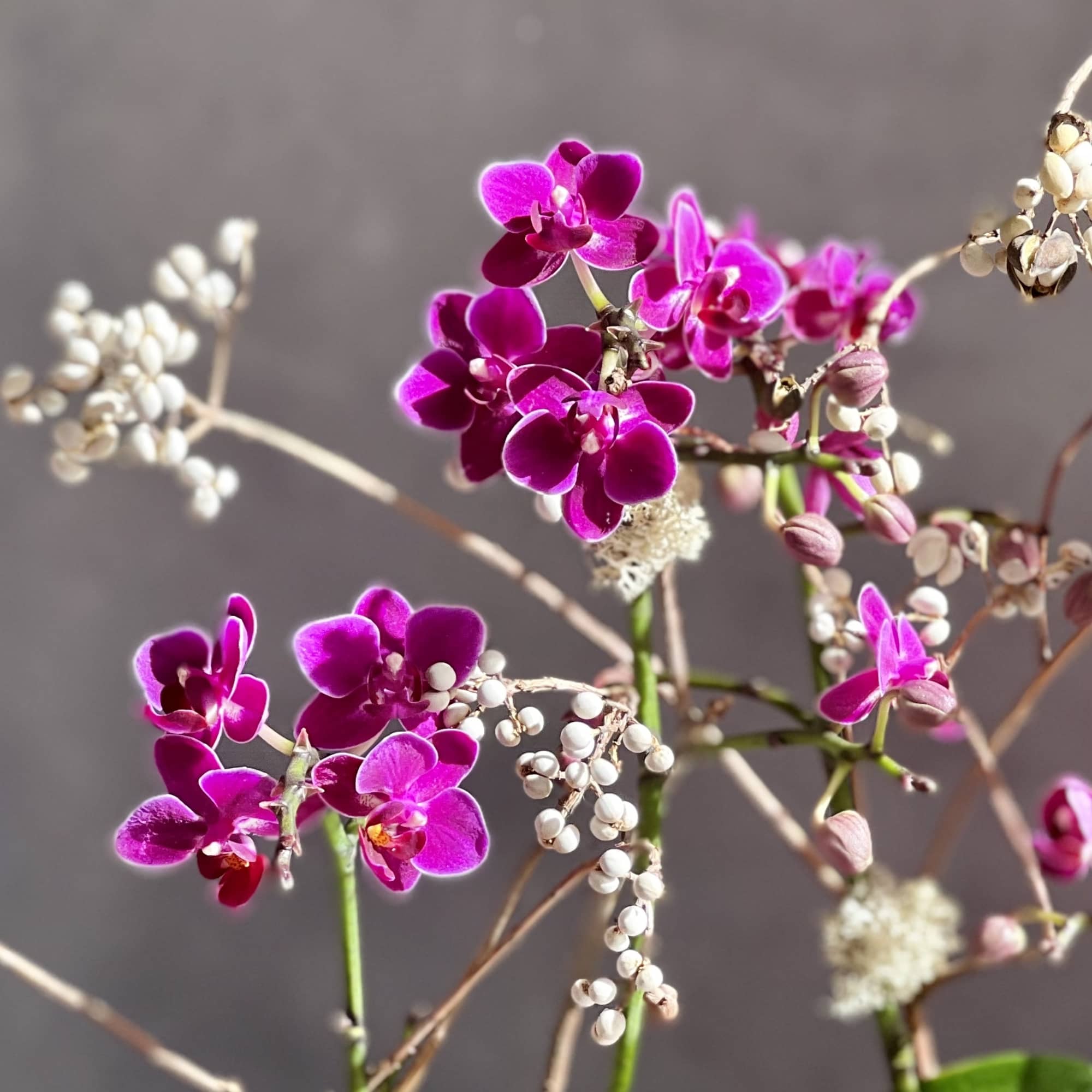 Magenta orchid blooms on thin stems with small white berry clusters.