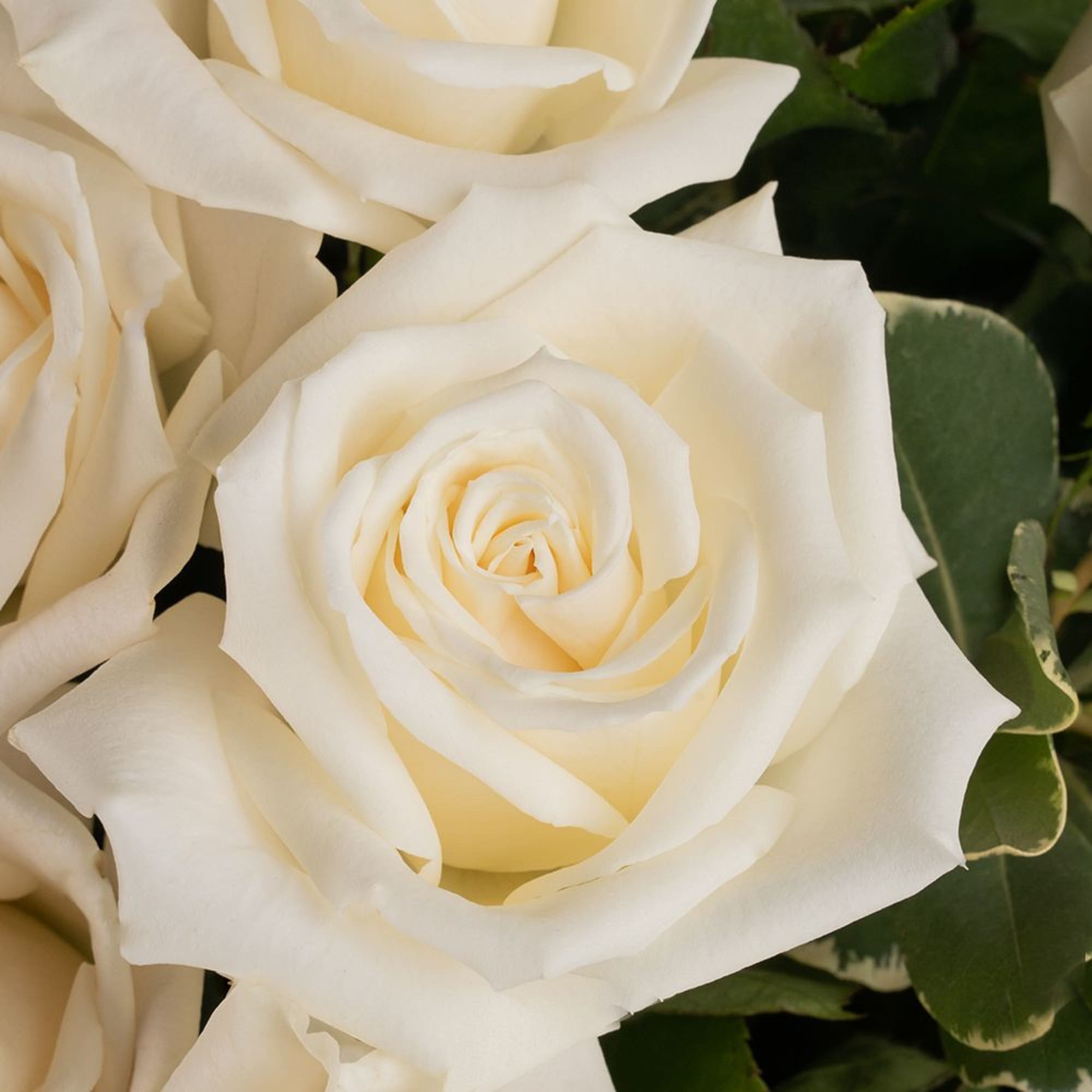 Close-up of ivory roses in full bloom