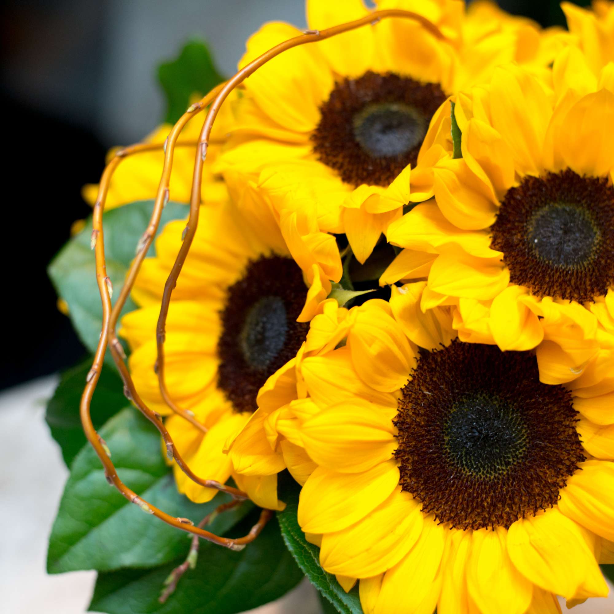 Bouquet of bright yellow sunflowers with dark centers