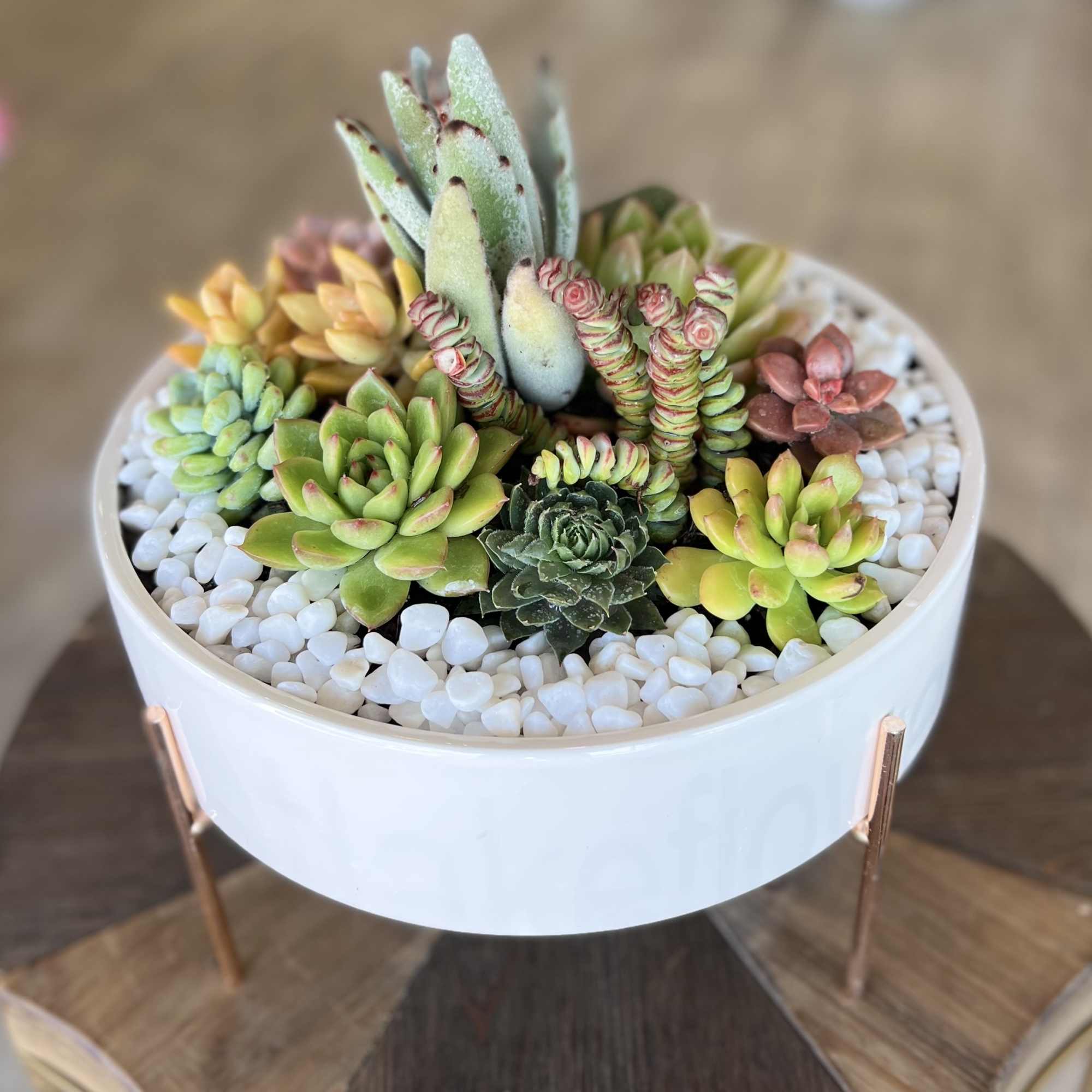Succulent arrangement in a white round planter with white pebbles