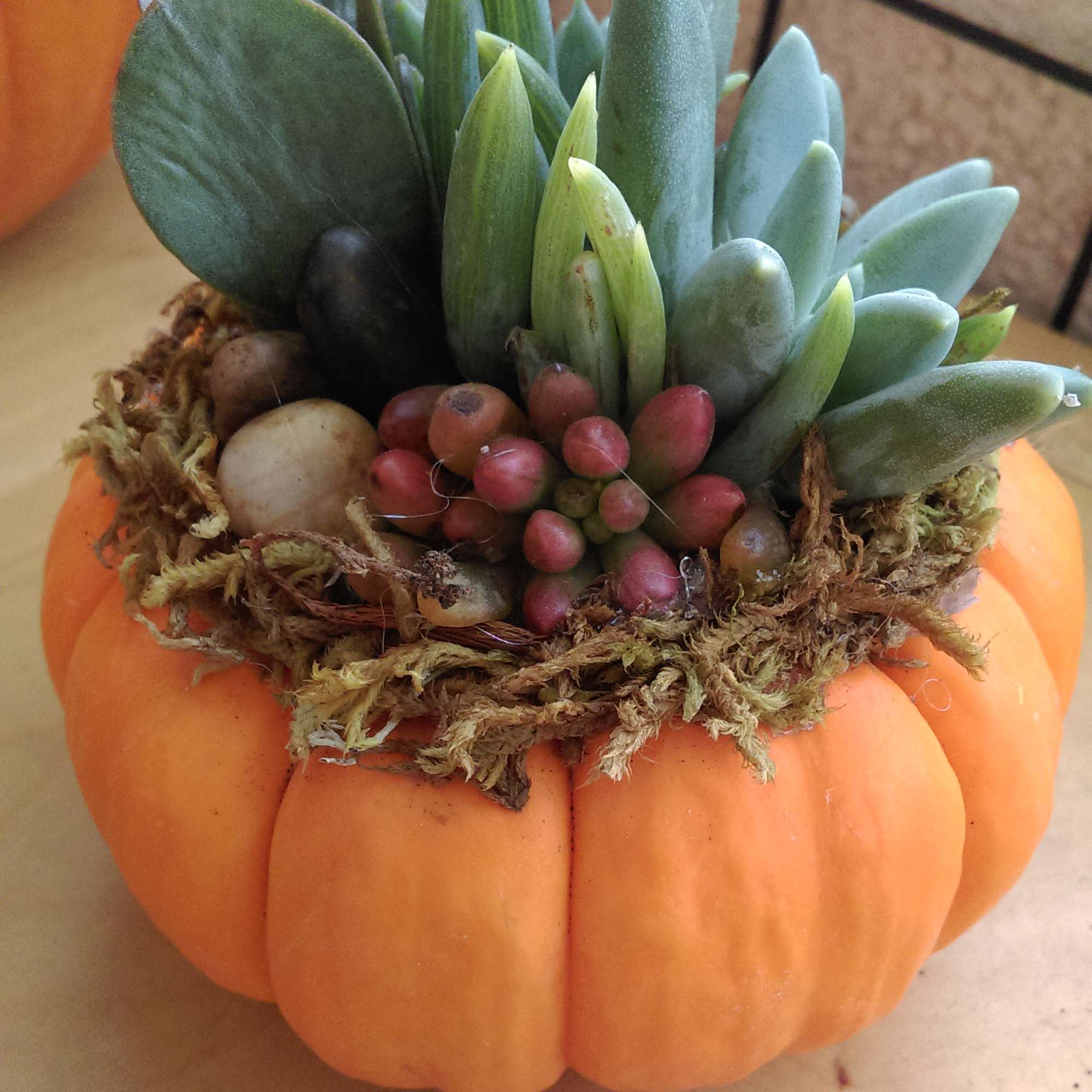 Who loves succulents? We do! Fall is here and our popular pumpkin, photo 5 of 5