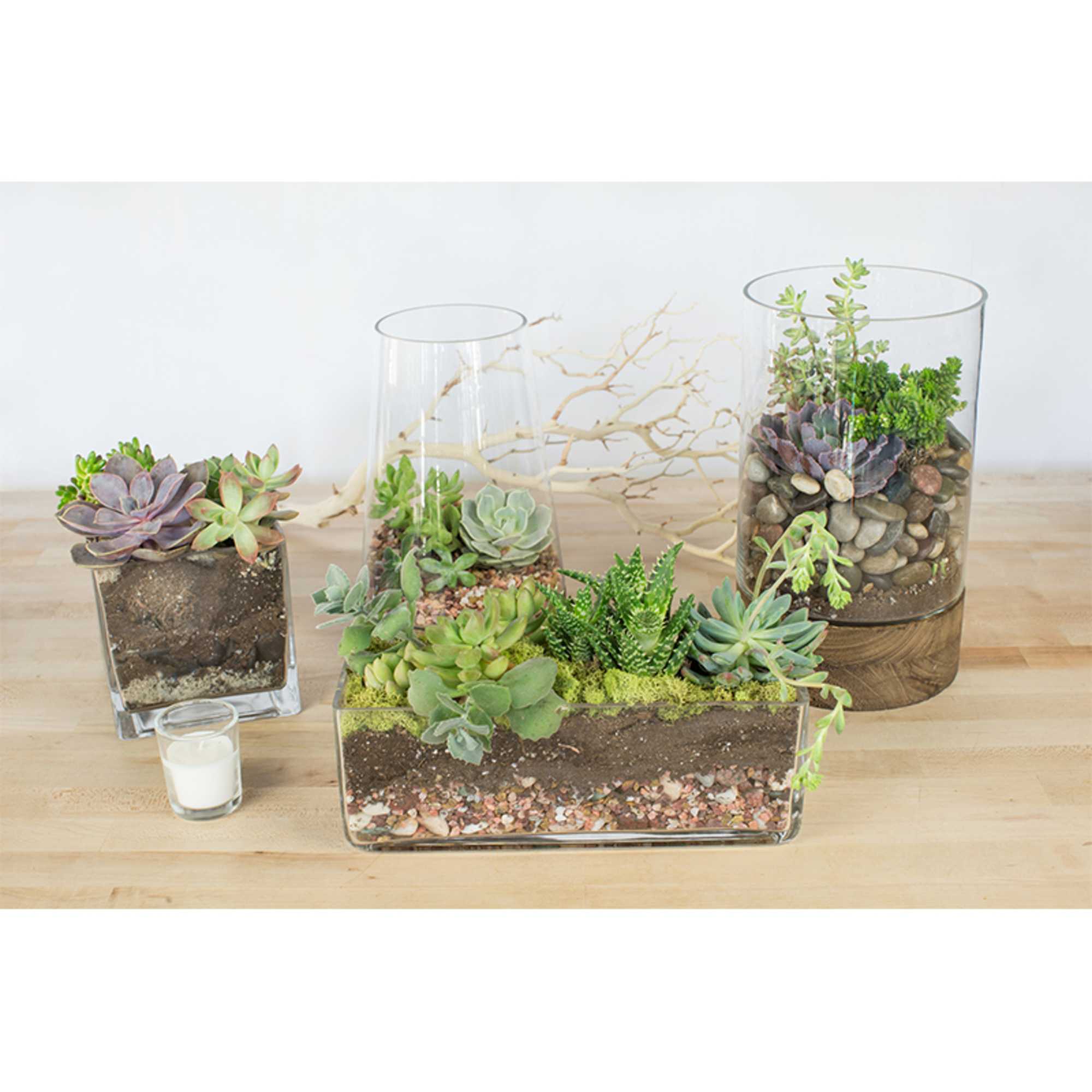 Fresh succulents potted in a tasteful container.
Low maintenance and the perfect gift
