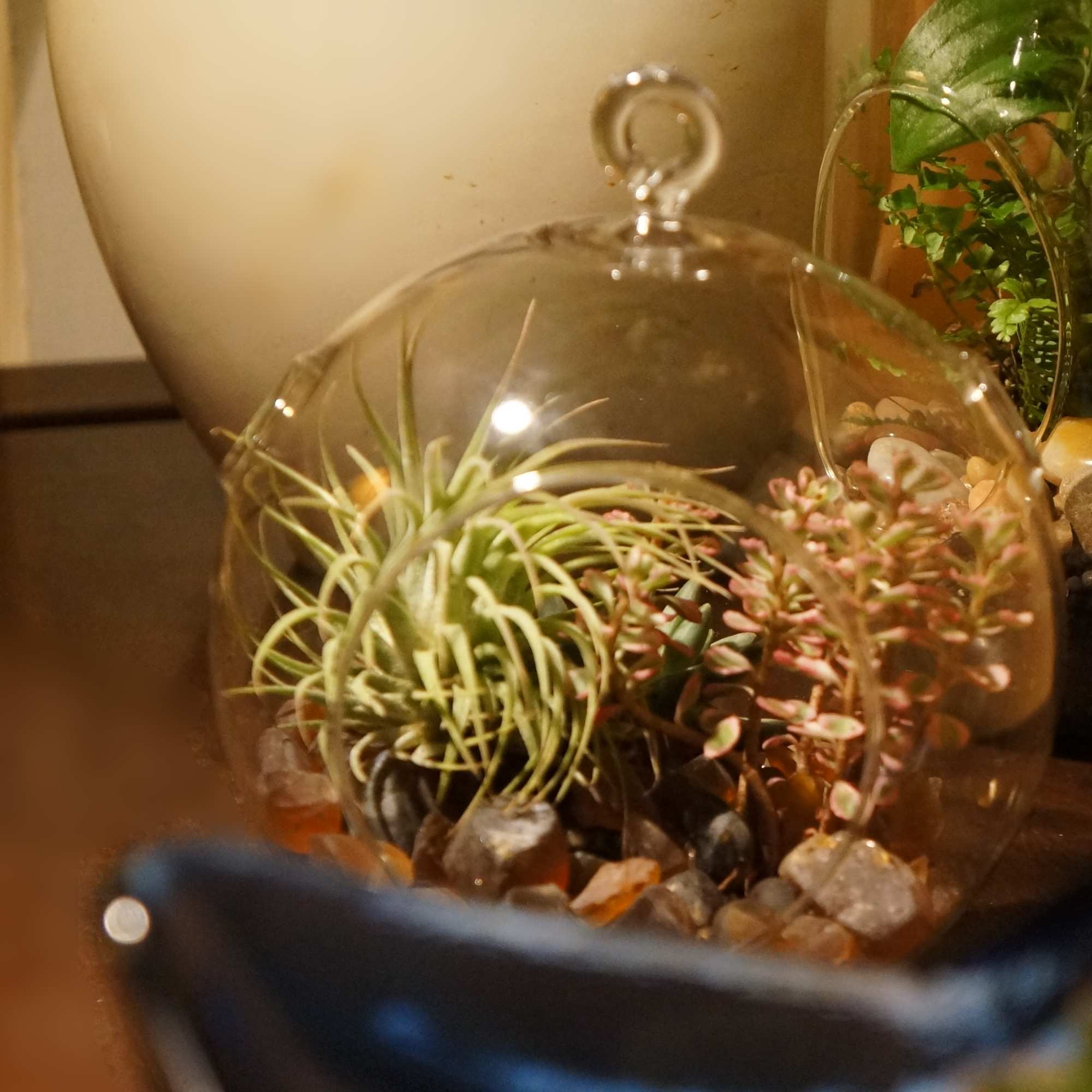 Glass orb terrarium with an air plant and small succulents on decorative stones